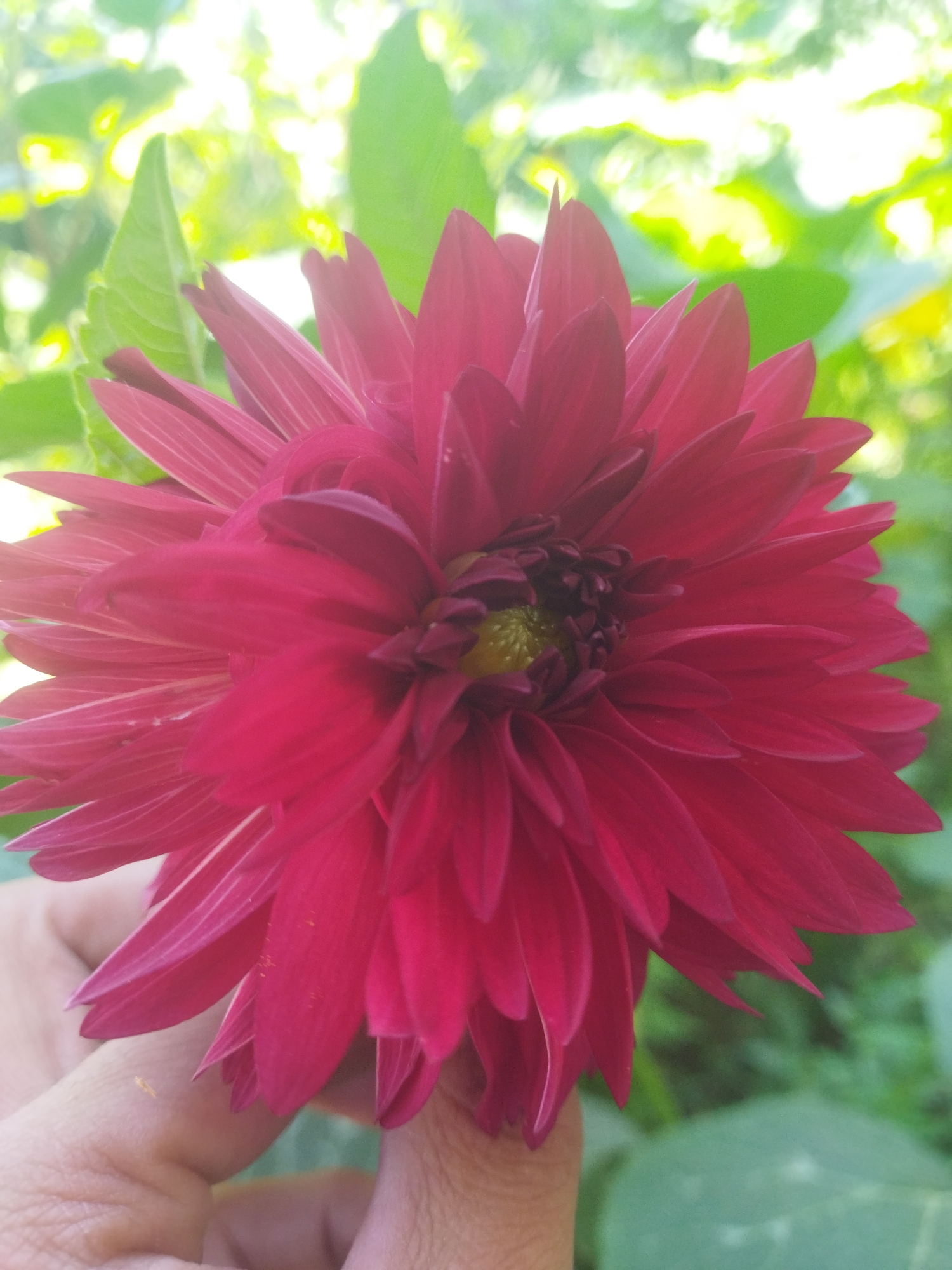 A close-up shot captures a vibrant, deep red dahlia flower, its petals fanning outwards from a dark center. The flower is held by a person's hand, with the thumb and fingers visible at the bottom left of the frame. The background is a soft blur of green foliage and bright, sunlit areas, suggesting an outdoor setting. The image was taken in Mailuu-Suu City, Kyrgyzstan.