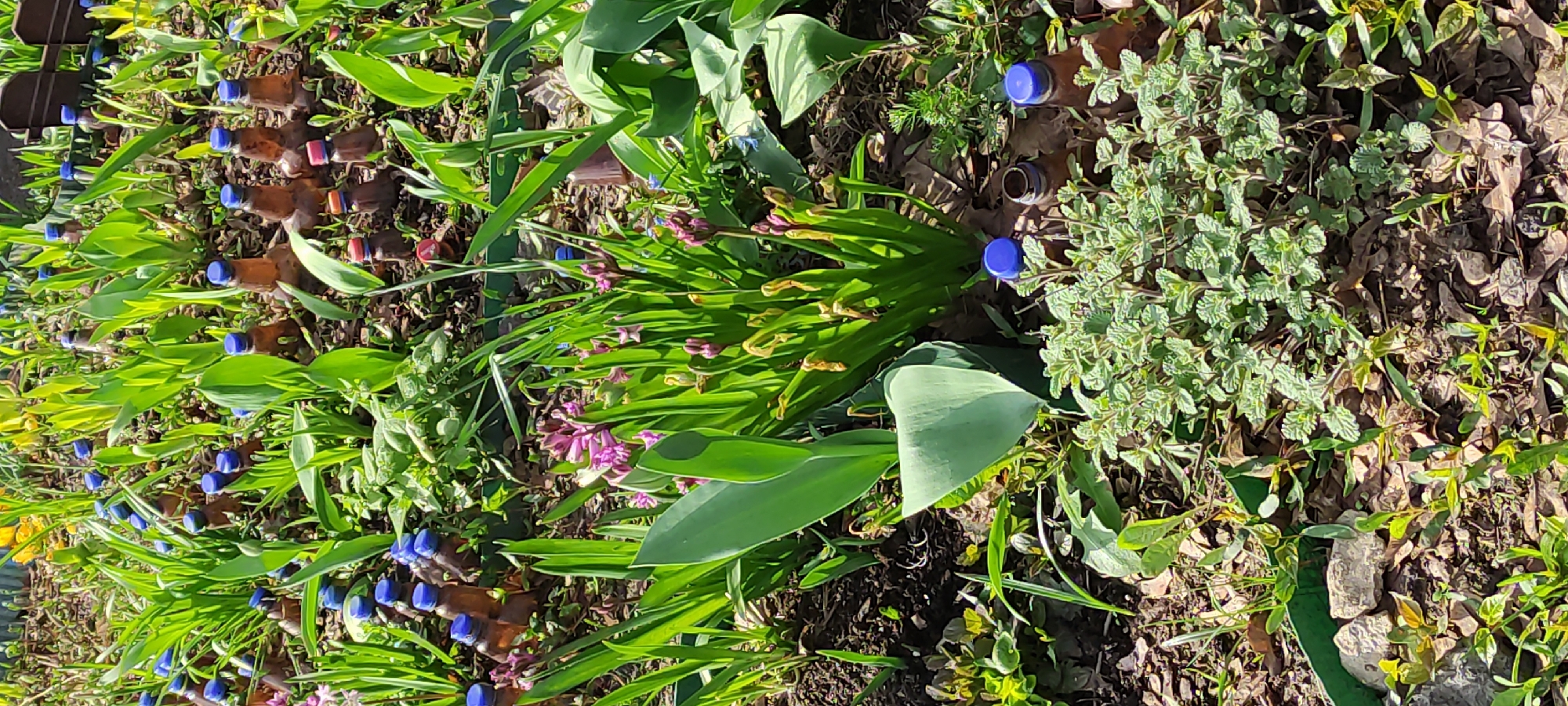 This close-up image depicts a vibrant garden bed or patch of ground, densely filled with various green plants under bright daylight. Numerous small, brown plastic bottles are systematically placed and partially buried among the foliage. Many of these bottles are capped, predominantly with blue caps, though a few red caps are also visible, and some bottles are uncapped.
The vegetation comprises several types of plants: broad-leaved green plants, taller plants with slender green leaves and clusters of purple flower buds or small flowers, and a ground-covering plant with light green, textured leaves (possibly a herb like oregano or marjoram). The ground consists of dark soil interspersed with dried leaves and some small stones.
The scene is an outdoor garden setting, likely during daytime, as indicated by the strong sunlight and distinct shadows cast by the plants and bottles. The arrangement of the bottles suggests a deliberate gardening practice, potentially for irrigation, pest control, or a similar purpose. No people or visible text are present in the image. The overall impression is one of an active garden utilizing practical, possibly DIY, methods for plant care.