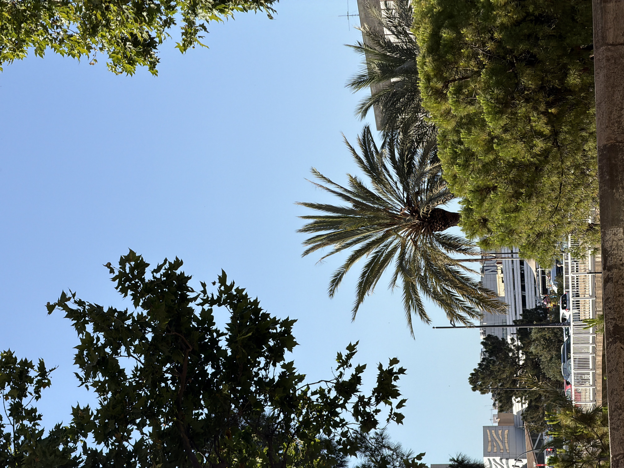 The image shows a view of a street in a city with lush vegetation. In the foreground, there is a low stone wall. Behind the wall, a white railing runs horizontally across the frame. Beyond the railing, a street is visible with several cars parked and driving. Trees and palm trees are scattered throughout the scene, with their branches framing the sky. In the background, there are buildings, some of which appear to be commercial or residential. The sky is clear and blue, indicating a sunny day. The overall impression is one of an urban environment softened by the presence of nature.