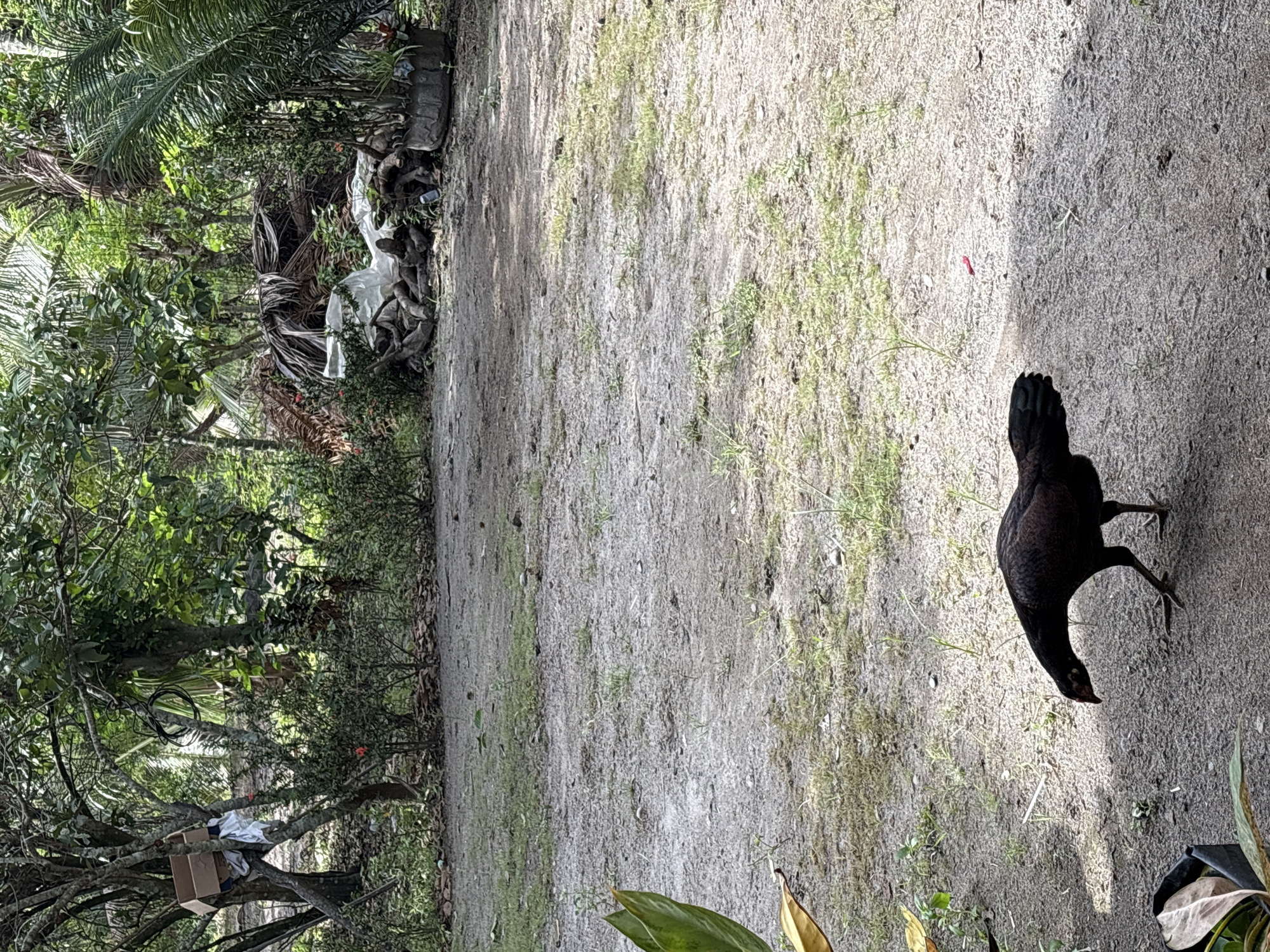 A dark-colored chicken is walking on a dirt path in an outdoor area with lush green vegetation and trees. In the background, there is a pile of dried palm fronds, branches, and some white plastic sheeting. To the left, a cardboard box is hanging from a tree branch. The scene appears to be a backyard or rural area in Beunyot, Indonesia.