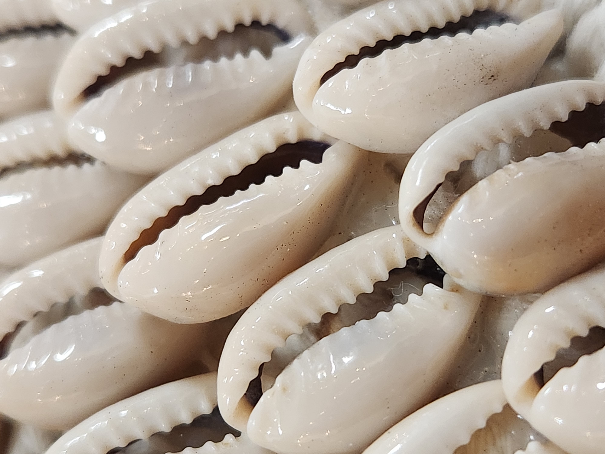 This media file is a close-up, eye-level shot of a collection of cowrie shells. The shells are cream-colored and arranged in a dense, overlapping pattern. They appear to be natural, with visible textures and subtle variations in color. The lighting is soft and even, suggesting it might be an indoor setting or taken during daylight with diffused light. There is no visible text, people, or specific activity taking place. The image focuses solely on the texture and form of the shells, emphasizing their smooth, glossy surfaces and the characteristic serrated opening of each shell. The arrangement suggests they might be part of a craft project, decoration, or a natural display.
