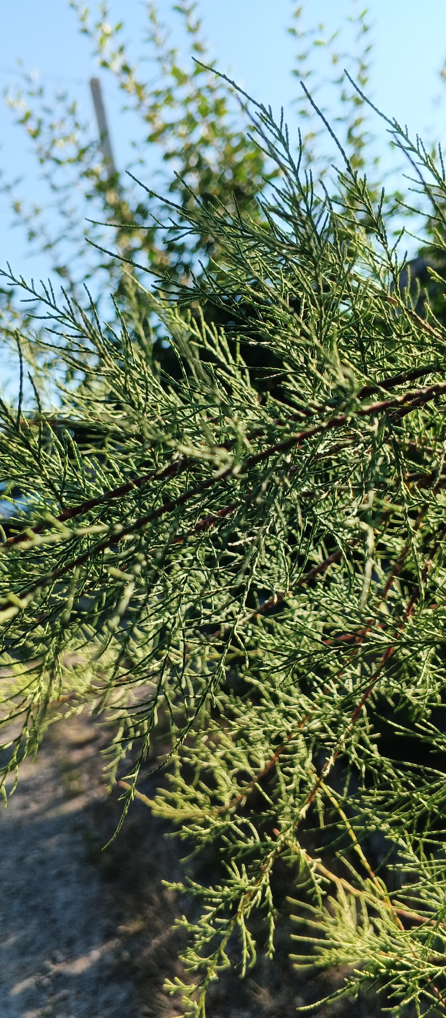 A close-up, vertical shot focuses on the feathery, green foliage of a coniferous tree, likely a juniper or cypress, against a blurred background of blue sky and other greenery. The branches are densely packed, creating a textured pattern. In the lower left portion of the image, a shadowy, textured surface, possibly a pathway or ground, is visible. The lighting suggests it is daytime. There are no people or animals present. The image does not provide specific location information within Smila, Ukraine.