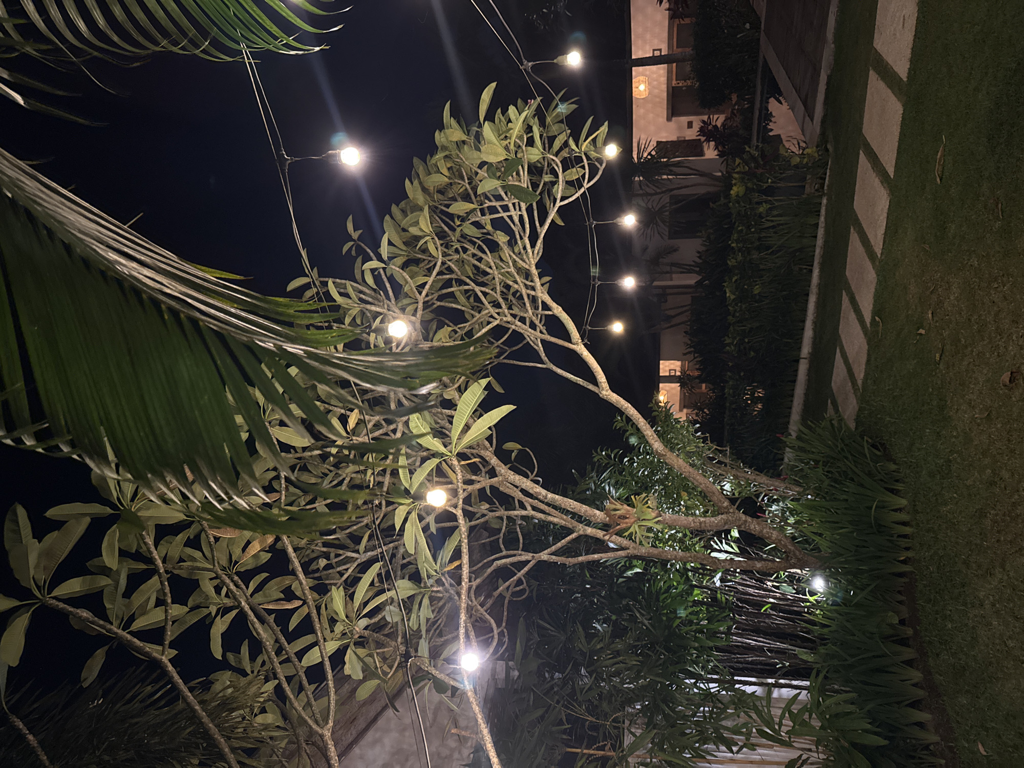 Captured at night in Ungasan, Indonesia, the image features a lush garden illuminated by a string of spherical lights suspended among trees. A palm tree dominates the left foreground, its fronds partially obscuring the view. In the background, a two-story building is visible, its windows emitting a warm glow. A stone path borders a grassy area. The overall scene creates a tranquil, illuminated outdoor ambiance.