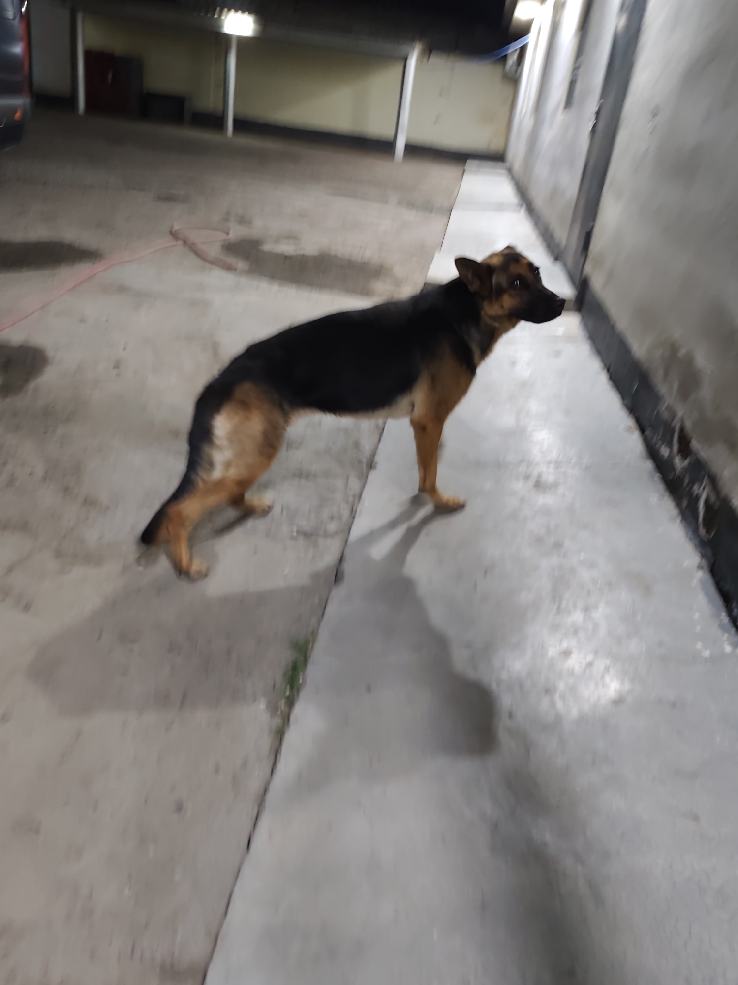 A German Shepherd dog stands on a concrete surface. The dog is black and tan and is facing right, with its body angled slightly away from the camera. It is standing in an outdoor area that appears to be a parking lot or a paved alleyway. There is a wall to the right of the dog, and a lighter colored concrete surface to the left, possibly a path. The background is dimly lit, with hints of structures and possibly a vehicle. The scene appears to be in Gulistan, Uzbekistan.