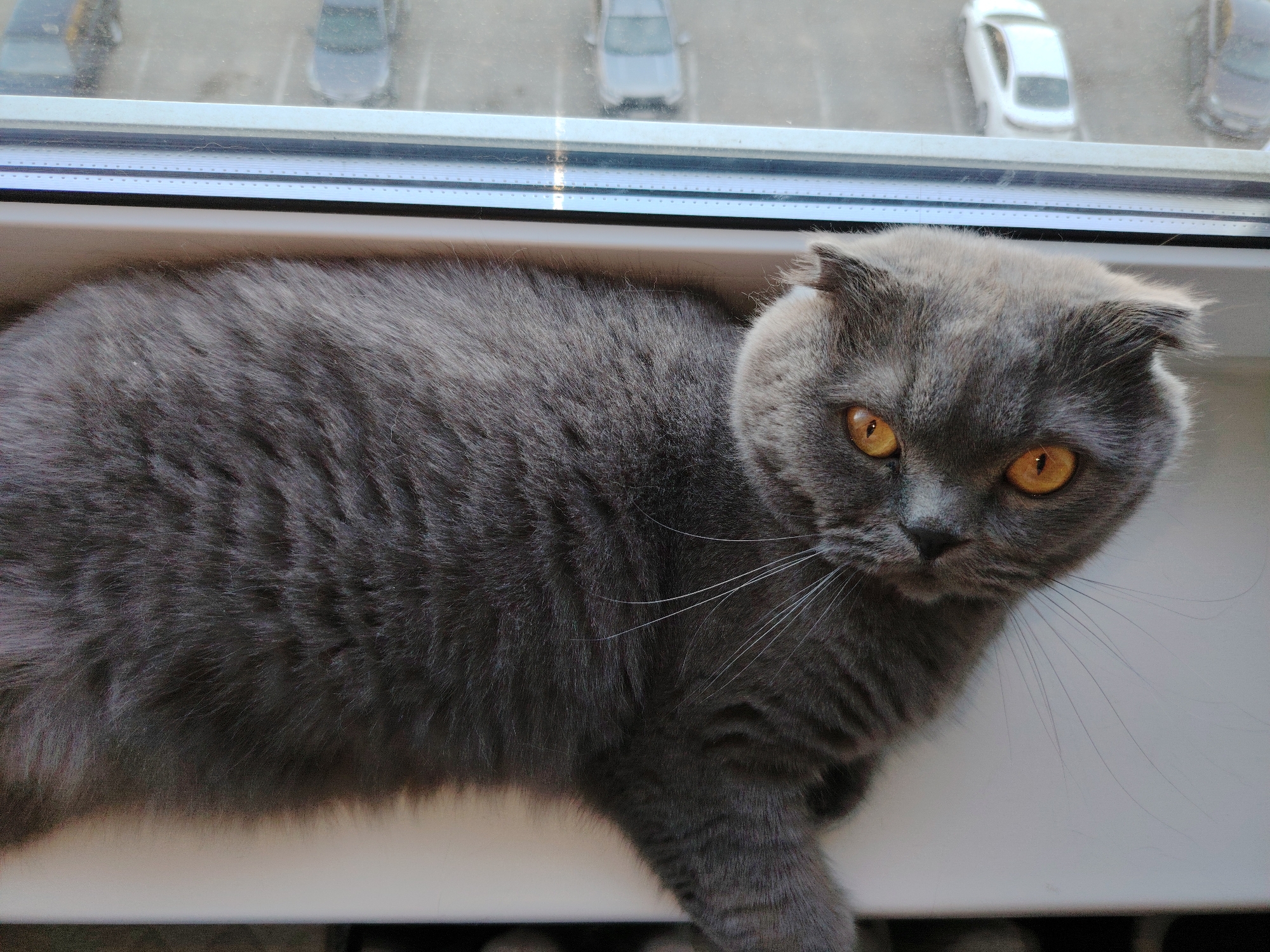 A gray Scottish Fold cat with yellow eyes lies on a white windowsill. Through the window, several parked cars are visible. The image was taken in Марковский, Russia.