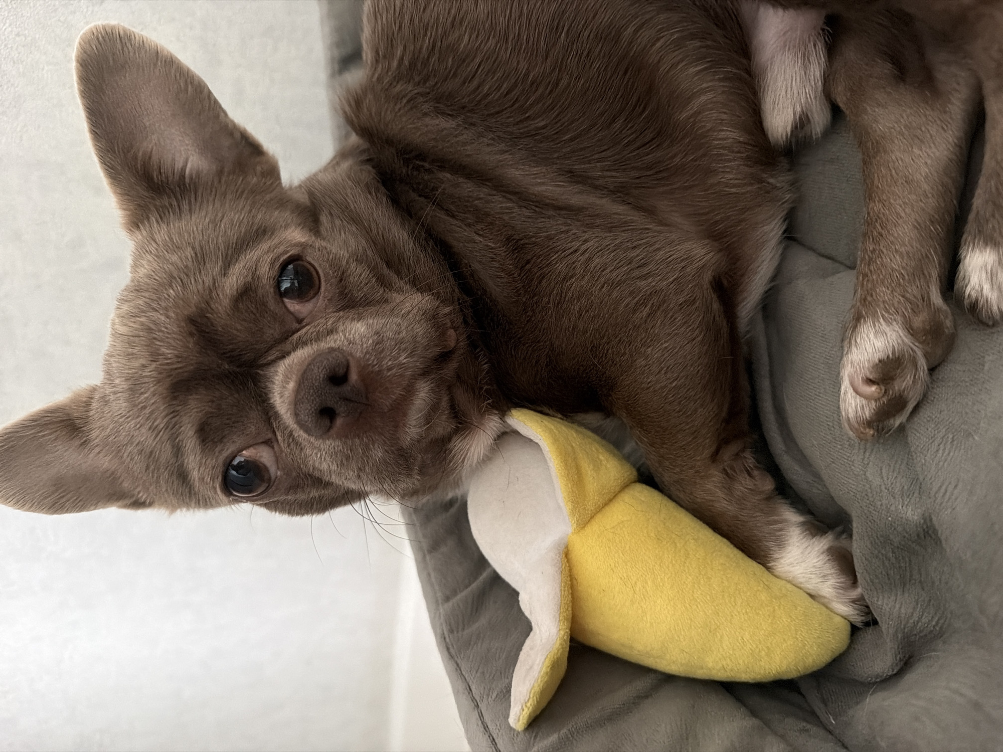 A small, chocolate brown dog, likely a Chihuahua, is depicted lying down indoors in Votkinsk, Russia. The dog is positioned on a soft, grey blanket or cushion, with its body extending across the right side of the frame and its head turned towards the viewer on the left. Its large, dark eyes are fixed directly on the camera, conveying a calm and curious expression. The dog has prominent, upright ears and short, dense fur, with some lighter greyish-brown hairs visible around its muzzle and on its paws.
Tucked closely under the dog's chin and chest is a plush toy shaped like a peeled banana, featuring bright yellow skin and a white interior. Its front paws, which have visible white fur, are resting on or near the toy and the grey fabric. The background behind the dog consists of a plain, light-colored wall, indicating an indoor setting. The lighting appears soft and diffused, suggesting natural light during the daytime. No text is visible in the image.