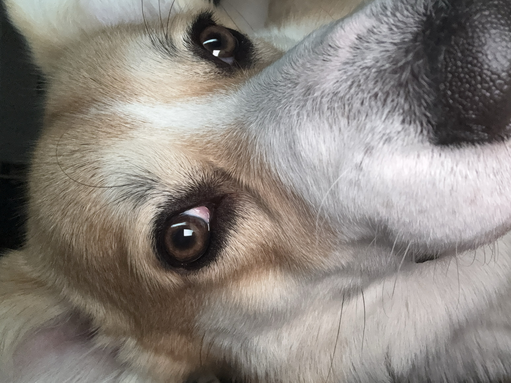 A close-up shot focuses on the face of a dog. The dog's fur is a mix of tan and white. The dog has large, brown eyes that are the main focal point. The dog's nose is visible on the right side of the frame. The background is out of focus and dark. The image contains no elements that indicate the location of Borzya, Russia.
