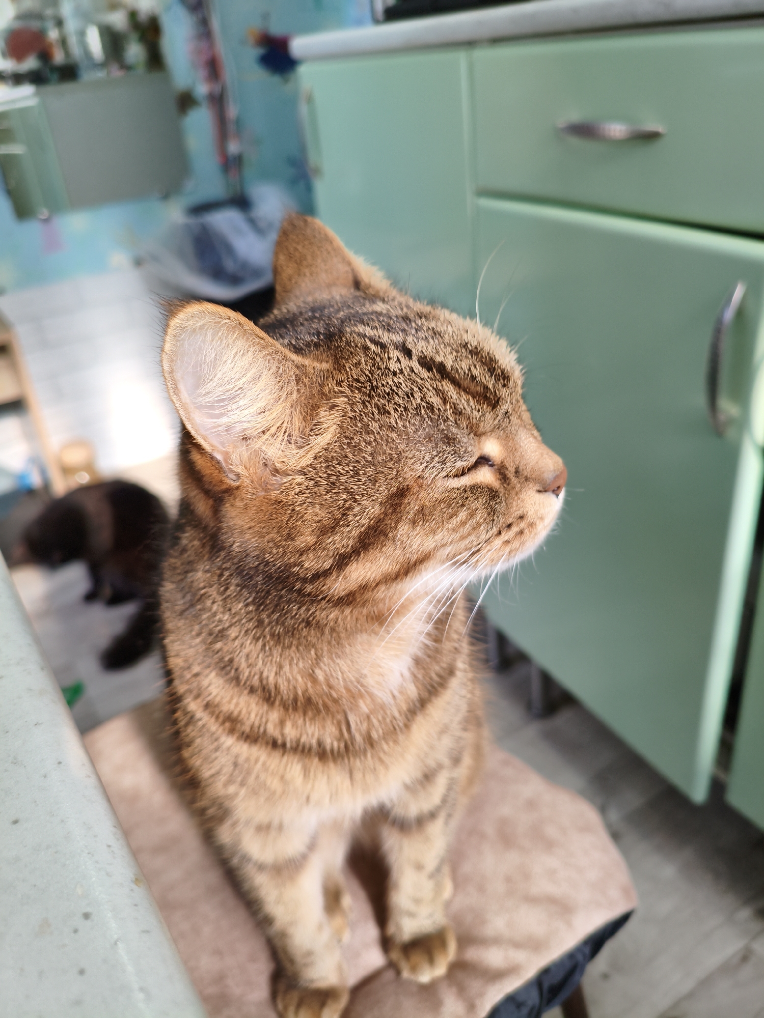 A close-up, eye-level, medium shot captures a tabby cat with eyes closed, facing right. The cat is perched on a light brown cushion atop a dark stool. Its fur displays a pattern of brown and black stripes. The background is blurred, showing a kitchen environment with light green cabinets. To the left and further back, a dark-colored cat is visible, partially out of focus, walking away from the camera. The scene appears to be indoors, possibly in a residential setting. There are no people visible in the image. The lighting suggests natural sunlight coming from the right. The specific location within Orenburg, Russia cannot be determined from the visual information provided.