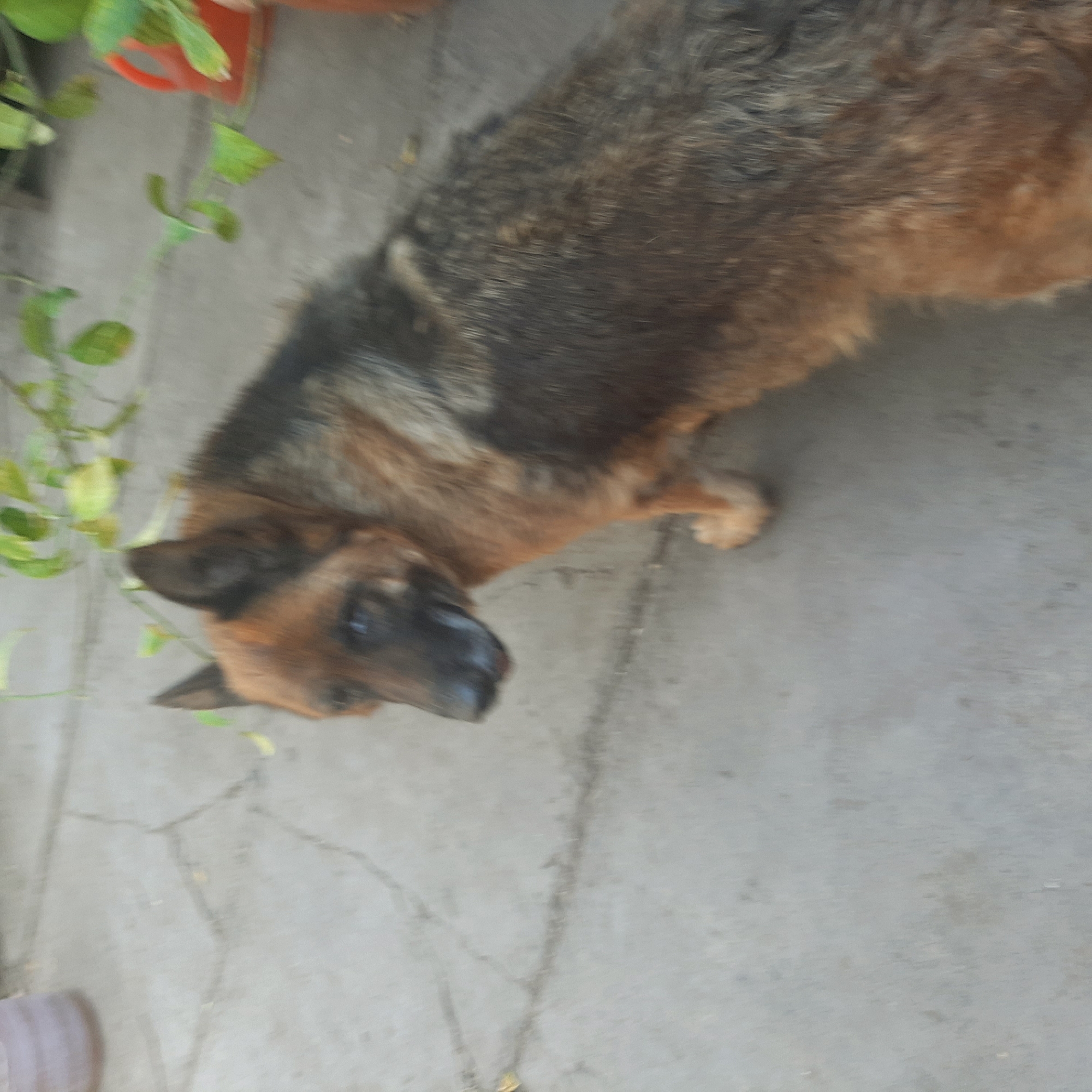An out-of-focus, medium shot shows a German Shepherd dog standing on a cracked concrete surface. The dog is positioned at an angle, facing to the left, with its head slightly lowered. Its fur is a mix of brown and black. In the background, there is greenery and a red object, possibly a watering can. The scene appears to be outdoors, potentially in a yard or patio area, in the city of Kara-Balta, Kyrgyzstan.
