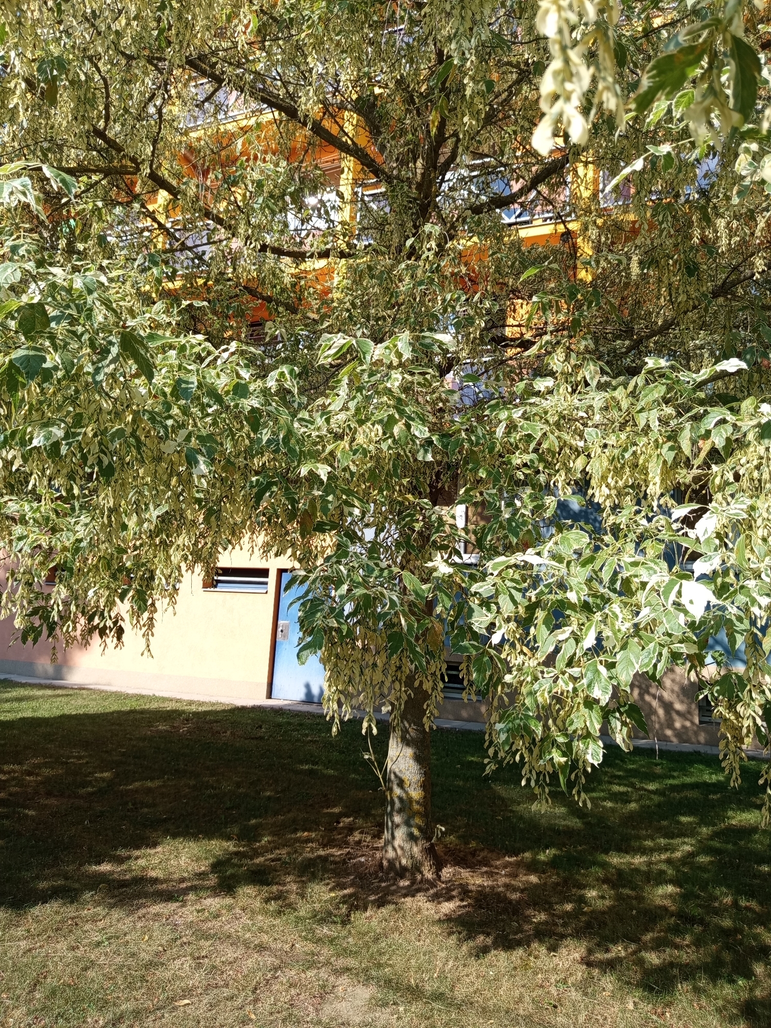 In Brno, Czechia, an outdoor scene captured on a sunny day features a mature tree with variegated leaves in the foreground. The tree's branches extend downwards, laden with hanging seed pods that appear pale yellow. Behind the tree, a building with an orange facade and dark windows is visible. At the base of the building, there is a light-colored wall with a single window and a bright blue door. The ground is covered with a lawn that shows patches of dry grass and is dappled with shadows cast by the tree.