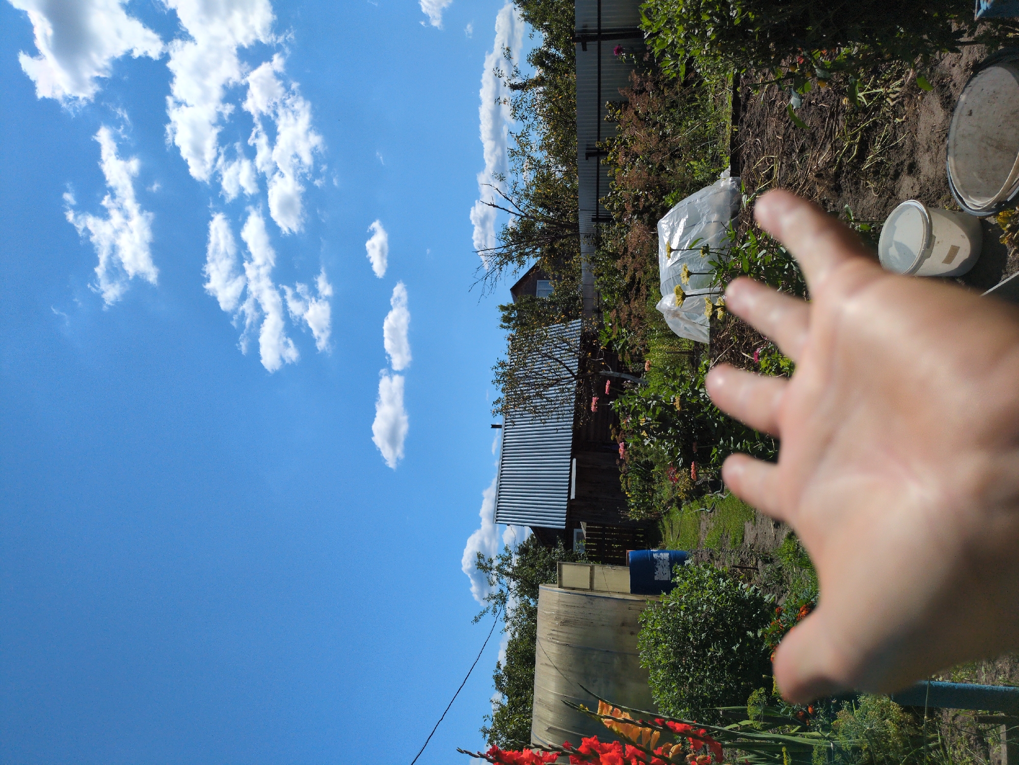 In Kulebaki, Russia, on a sunny day, a person's outstretched hand is in the foreground of a garden scene. The garden features a greenhouse, a blue barrel, various plants, and a metal fence. A house with a corrugated metal roof is visible in the background. The sky is a vibrant blue with scattered white clouds.