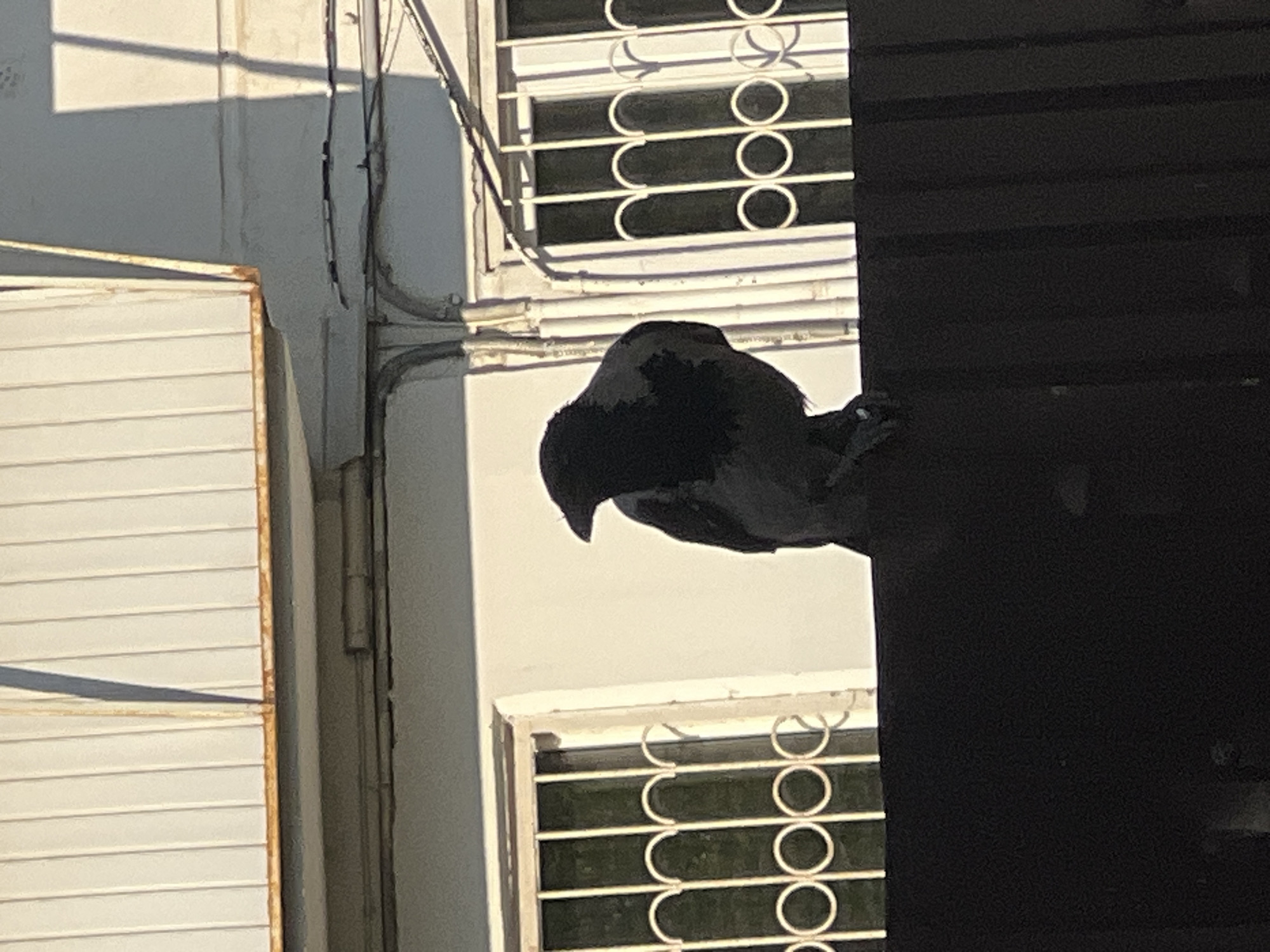 A crow perches on the edge of a dark, possibly black, structure beside a white building with barred windows. The image appears to be taken outdoors during daylight. The location is suspected to be the city of Chaikovsky, Russia.