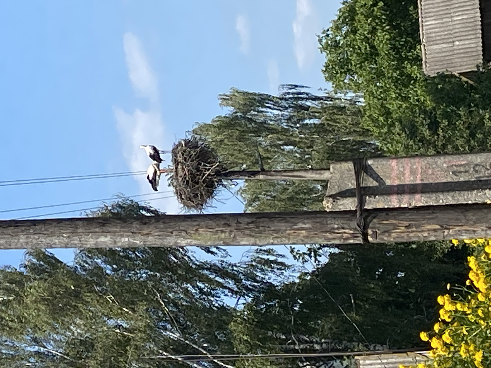 In the village of Vowchyn, Belarus, two storks are perched in a large nest atop a wooden utility pole. The nest is constructed from twigs and branches, and it rests on a metal platform attached to the pole. The storks, identifiable by their white bodies and black wing markings, are standing next to each other. The pole is situated in a rural setting, with lush green trees and a bright blue sky in the background. Yellow flowers are visible in the foreground, adding a touch of color to the scene. The overall impression is one of a peaceful rural landscape.