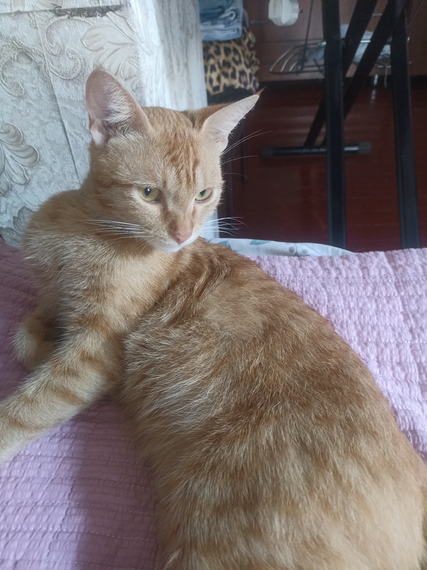 An orange tabby cat is lying on a pink quilted blanket, with its head turned to the right. The cat has yellow eyes and white whiskers. In the background, a patterned curtain is visible on the left, and a wooden floor and black metal furniture legs are visible on the right. The scene appears to be indoors.