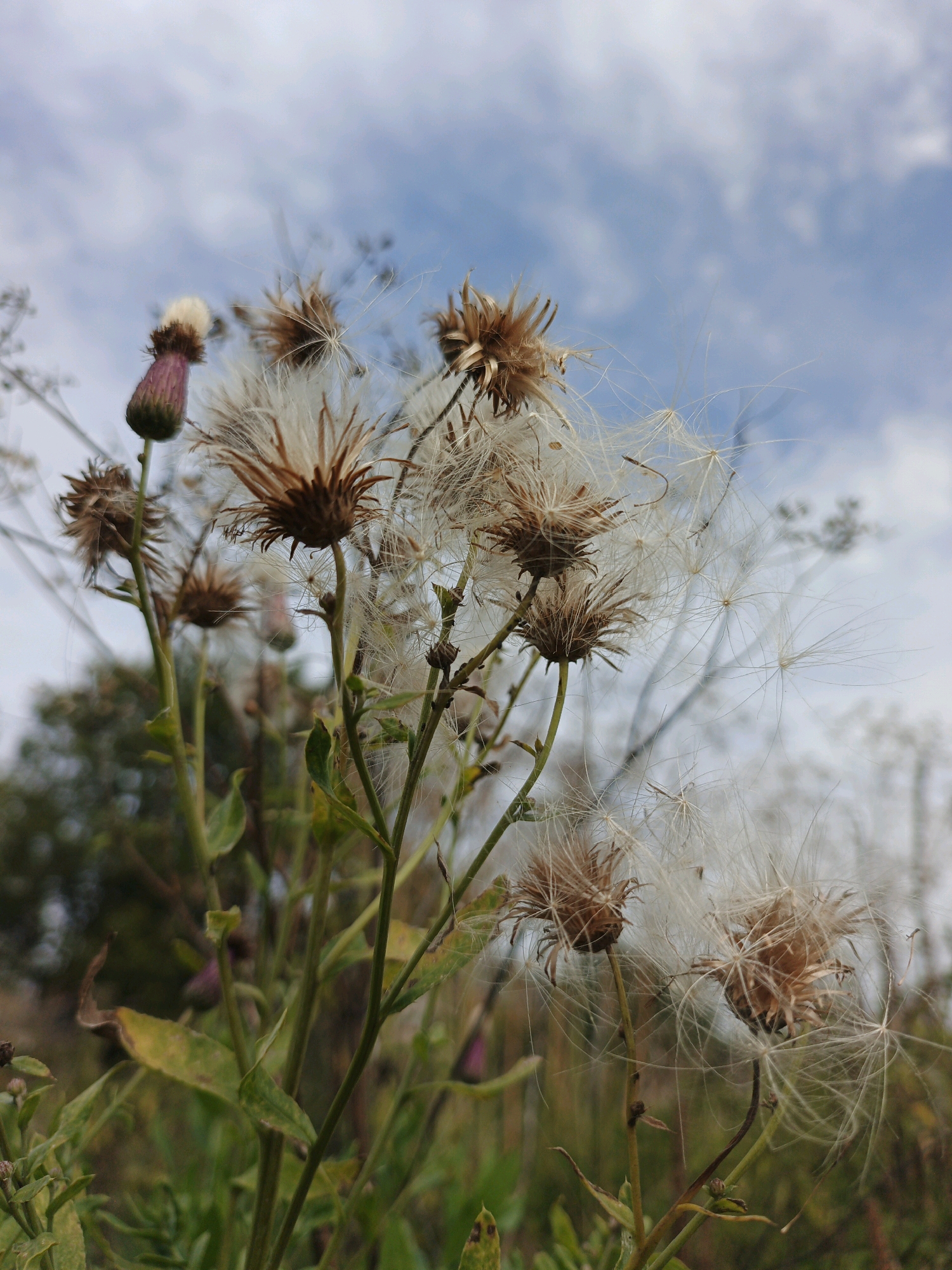 In Medvedyovka, Russia, a cluster of thistles with their seed heads dispersing is captured in an outdoor, natural setting. The foreground is dominated by several thistles, their brown, spiky seed heads adorned with delicate white parachutes of seeds, some still attached and others caught in the wind. One thistle bud, a deep purple transitioning to white at its tip, stands prominently on the left. Green stalks and leaves are visible, interspersed with dried leaves and stems. The background reveals a blurred landscape with more vegetation and trees, bathed in the soft light of an overcast sky with patches of blue.