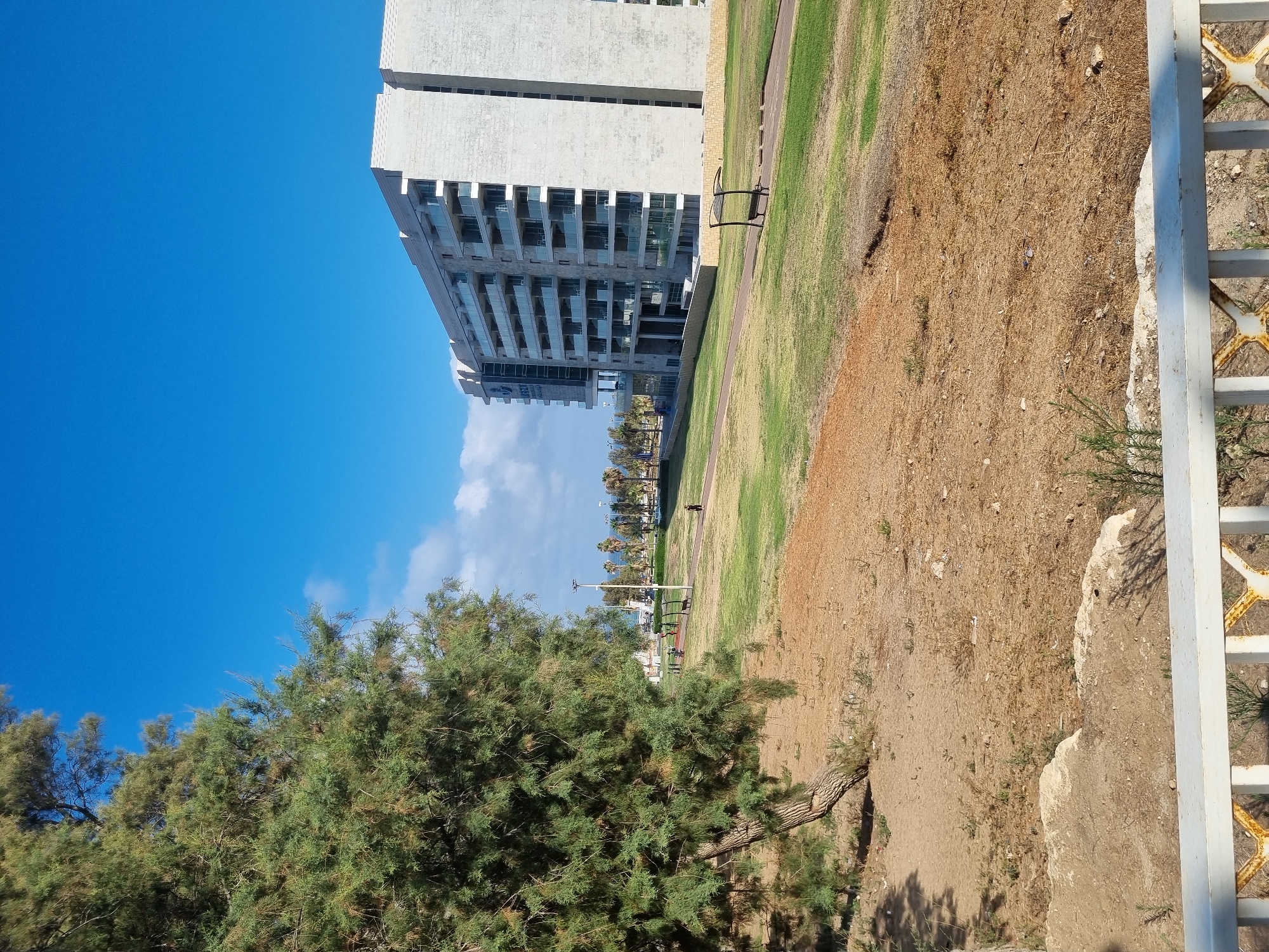 The image depicts a view of the beachfront area in Ashdod, Israel, featuring a modern, multi-story building adjacent to a park-like setting. A large tree with dense green foliage dominates the left foreground, its trunk angled. The ground in the immediate foreground is dry and sandy with scattered vegetation. Beyond this, a grassy area slopes gently upwards, with a paved pathway running through it. Several people are visible in the distance, some walking or engaged in activities on the pathway. To the right, the modern building has a light-colored facade with multiple balconies, each enclosed by glass railings. Palm trees line the area behind the grassy expanse, leading towards the distant sea. The sky is a clear, bright blue with a few scattered white clouds. A white railing is visible in the very bottom of the frame, suggesting the photo was taken from a balcony or elevated vantage point.