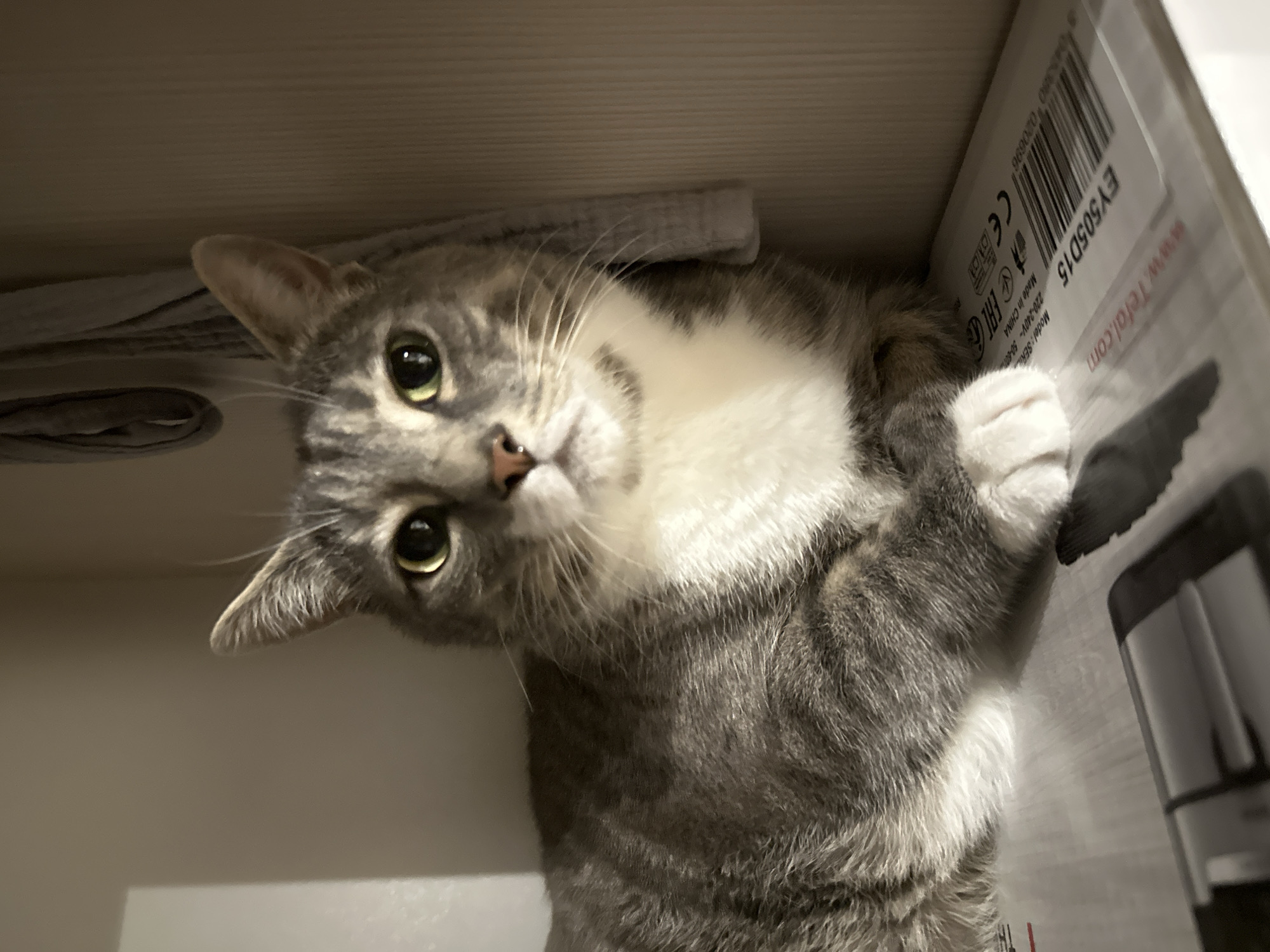 This is a close-up, low-angle, eye-level shot of a domestic shorthair cat. The cat is primarily gray with white markings on its chest and face. It has green eyes and is looking directly at the camera with a curious expression. The cat is lying down inside a cardboard box, which is partially visible in the background. The inside of the box appears to be lined with some sort of soft material.
On the right side of the box, there is text printed on a white label. Visible text includes "EY505D15", "CE", a barcode, "www.Tefal.com", and "Model:SEN... 220-240V~ 50-60H". The lighting suggests it is likely indoors, with artificial light contributing to the scene's illumination. The overall impression is one of a cozy, slightly confined, domestic setting.