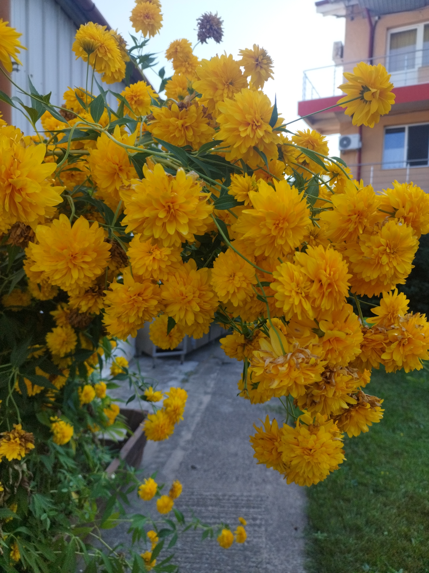 The image depicts a dense cluster of vibrant yellow flowers, likely Rudbeckia 'Gold Ball' or a similar double-flowered variety, with some dried brown seed heads visible amongst the blooms. The flowers are in full bloom and hang in abundance from their green stems and foliage, creating a lush, almost overwhelming display. The background is partially obscured by the flowers, but a concrete pathway is visible, leading towards a residential building with an orange facade, white balconies, and dark-trimmed windows. An air conditioning unit is mounted on the building's exterior. To the left, a light-colored corrugated metal wall or building element is present. A patch of green grass is also visible to the right of the pathway. The overall impression is a garden setting, possibly in a backyard or along a pathway in a residential area of Bucharest, Romania, given the architectural style of the building. There are no people or animals present in the image. The lighting suggests it is daytime, likely late afternoon given the soft light.