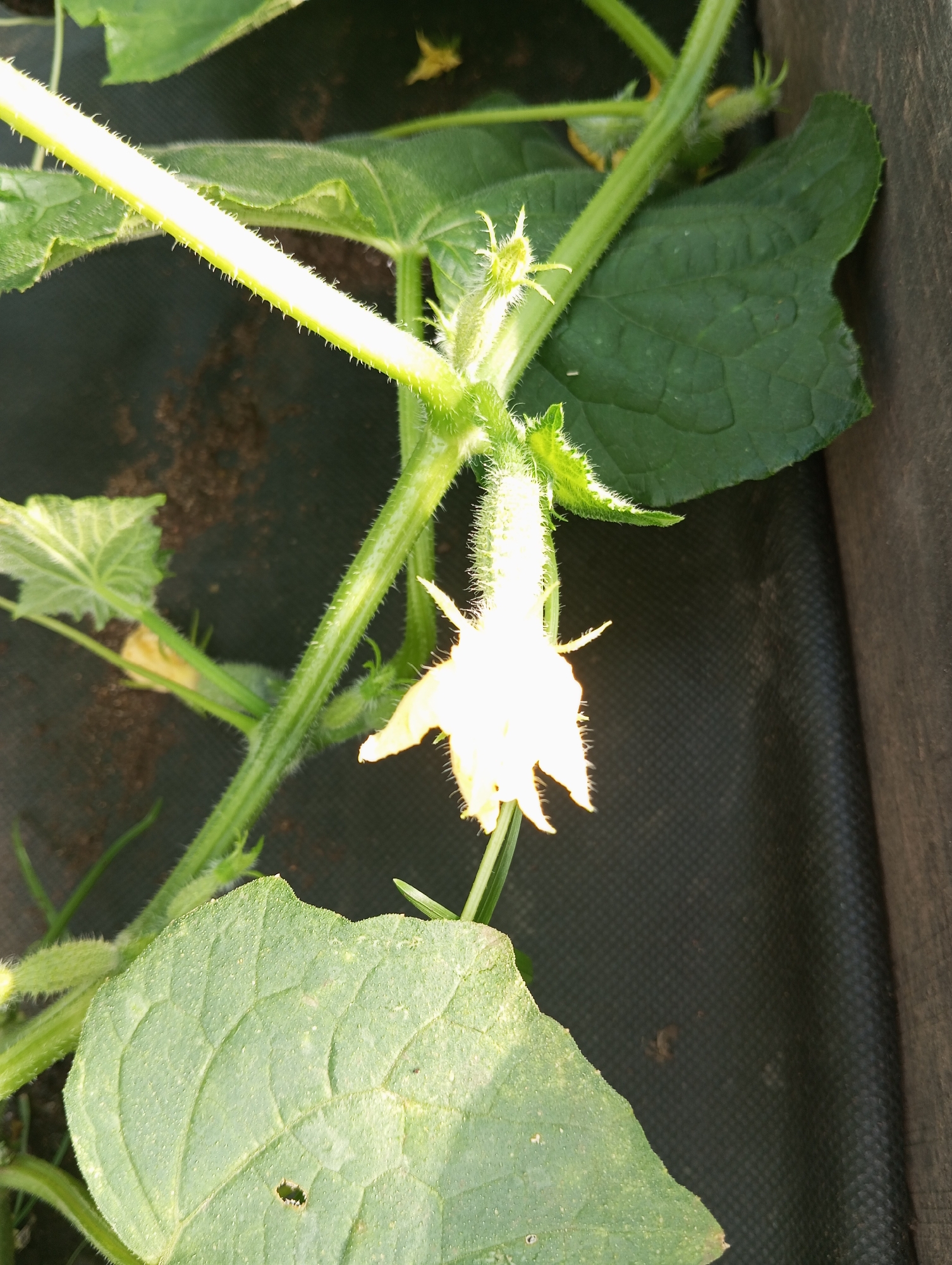 A close-up, outdoor, natural light shot captures a burgeoning cucumber plant. The focus is on a delicate, white, star-shaped cucumber flower, its petals slightly unfurled and tipped with fine hairs. The flower is attached to a vibrant green, fuzzy stem, which is supported by a larger, similarly fuzzy stem. Several broad, textured green leaves are visible, one prominently in the foreground with a small hole. In the background, a dark, woven fabric, possibly weed barrier, covers the soil. The scene is set against an out-of-focus background of soil and other foliage.