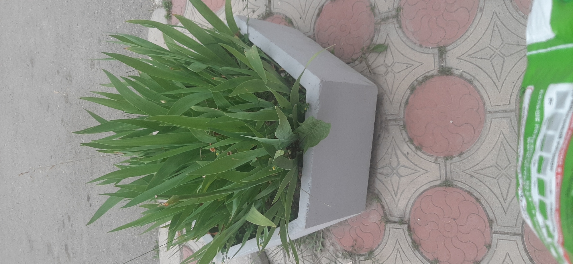 This is an outdoor, eye-level, medium shot, taken in daylight, possibly on a sunny day. The scene features a gray, concrete planter with lush, green, blade-like plants growing out of it. The planter has a geometric, angular design and appears to be placed on a patterned pavement. The pavement is composed of interlocking concrete tiles, some of which are reddish-pink with a circular, decorative pattern, and others are a light gray with a star-like pattern. To the left of the planter, there is a gray asphalt surface, possibly a sidewalk or road. In the background, to the right of the planter, a portion of a green and white object is visible, which appears to be a bag or packaging with some text on it. The text is mostly obscured and difficult to read, but some partial words and a web address can be deciphered. The overall setting suggests an urban or suburban environment, perhaps a park, walkway, or commercial area in Yessentukskaya, Russia. No people are visible in the frame. The image is oriented sideways, with the planter and pavement running vertically.