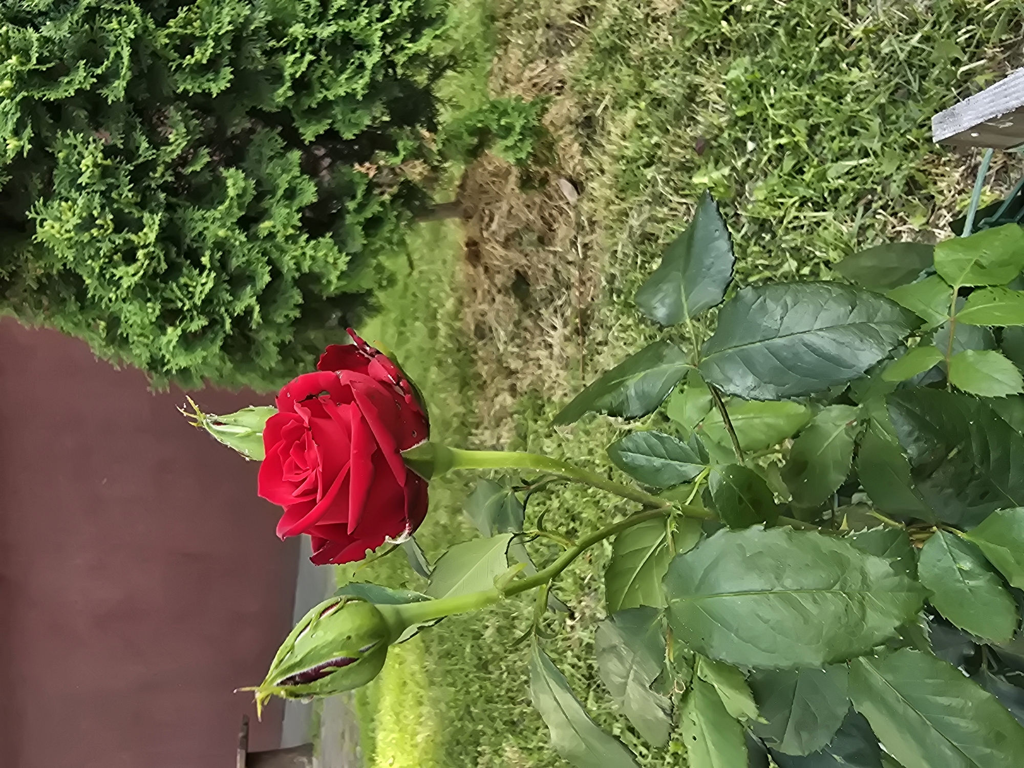 A close-up, eye-level shot captures a vibrant red rose in bloom, its petals unfurling with visible dew droplets. The rose is the primary subject, positioned slightly off-center to the left. To the left of the rose, two green rosebuds are visible, one partially open and the other fully closed. The rose plant features lush green leaves and thorny stems. In the background, a manicured green shrub or small tree dominates the right side of the frame, casting a shadow on the dry, mulch-covered ground beneath it. A reddish-brown wall forms the backdrop on the left, with a hint of a wooden bench visible. The ground is covered in green grass, with some patches of dry grass and soil. The scene appears to be an outdoor garden setting, possibly in Sofiivska Borshchahivka, Ukraine. There are no people or animals explicitly visible in the image, though a small insect can be seen on one of the rose petals. The overall lighting suggests it is daytime, possibly late afternoon due to the quality of light and shadows.