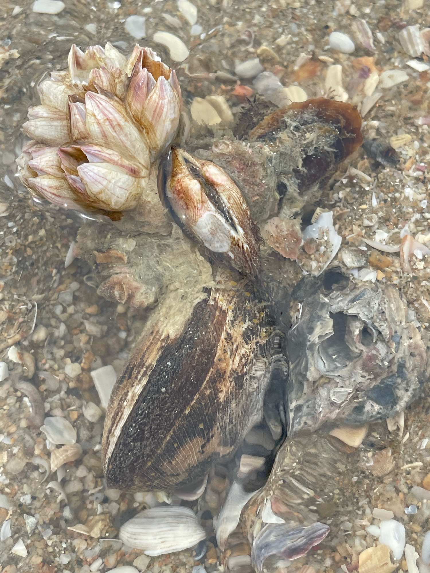 The image shows a close-up, overhead view of barnacles and shells partially submerged in shallow, clear water on a sandy beach. A cluster of pale, pink-tinged barnacles is visible on the left, with individual conical shells opening upwards. Adjacent to the barnacles, a dark, elongated shell, possibly a mussel or clam, is situated. Its rough, textured surface displays distinct brown and black striations. Another broken shell, appearing grey and iridescent, lies to the right of the elongated shell. The seabed is composed of fine sand mixed with numerous small shell fragments and pebbles of various sizes and colors, including white, beige, and hints of red and grey. The water surface is calm, with subtle ripples creating minor distortions in the view of the submerged objects. There are no people or animals visible in the image. The scene depicts a natural marine environment on a beach in Ban Na Chom Thian, Thailand.