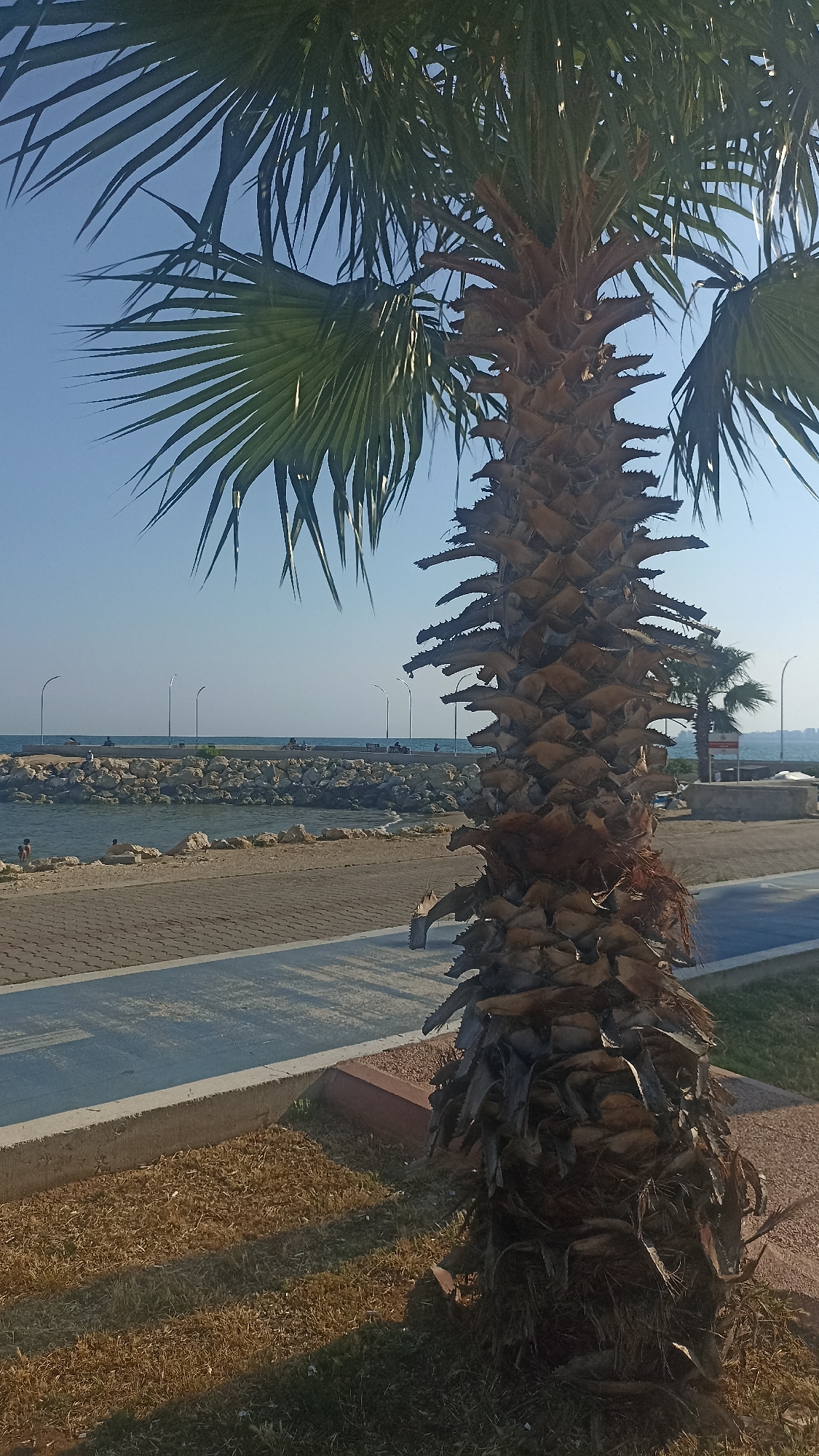 The image depicts a sunny day at a coastal promenade in Yenişehir, Turkey. A prominent palm tree dominates the foreground, its textured trunk and feathery fronds reaching towards a clear blue sky. To the left, a paved walkway with a blue stripe runs parallel to the water. Beyond the walkway, a rocky breakwater extends into the calm sea, with several lampposts lining its edge. A few people are visible along the breakwater and in the water, suggesting a leisurely day. In the distance, another palm tree and some buildings hint at a developed area. The sun casts shadows, indicating it is likely morning or late afternoon. The overall scene evokes a sense of relaxation and summer enjoyment. There is no visible text in the image.