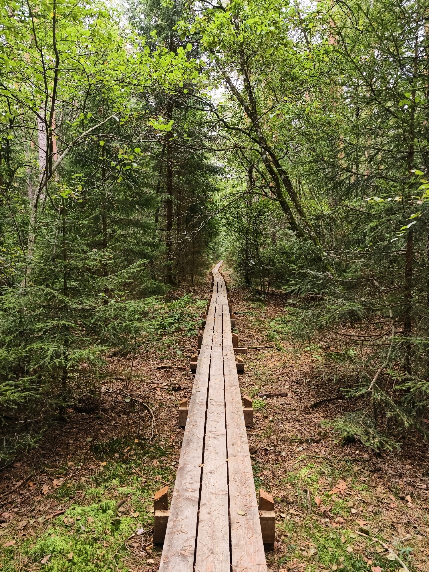 The image depicts a wooden boardwalk winding through a dense forest. The boardwalk is constructed of light-colored wooden planks supported by square wooden posts. It recedes into the distance, framed by a variety of trees, primarily evergreens with some deciduous trees interspersed. The forest floor is covered with fallen leaves, pine needles, and patches of green moss. The foliage is lush and green, suggesting a temperate season. The lighting appears to be overcast, creating a soft, diffused light. The scene conveys a sense of tranquility and natural immersion.
This specific location is likely a nature reserve or park within Linköping, Sweden, popular for outdoor recreation and hiking. A possible specific location is the Tinnerö Ecopark, known for its varied landscapes including forests and wetlands, which often feature boardwalks to protect the environment and facilitate access.