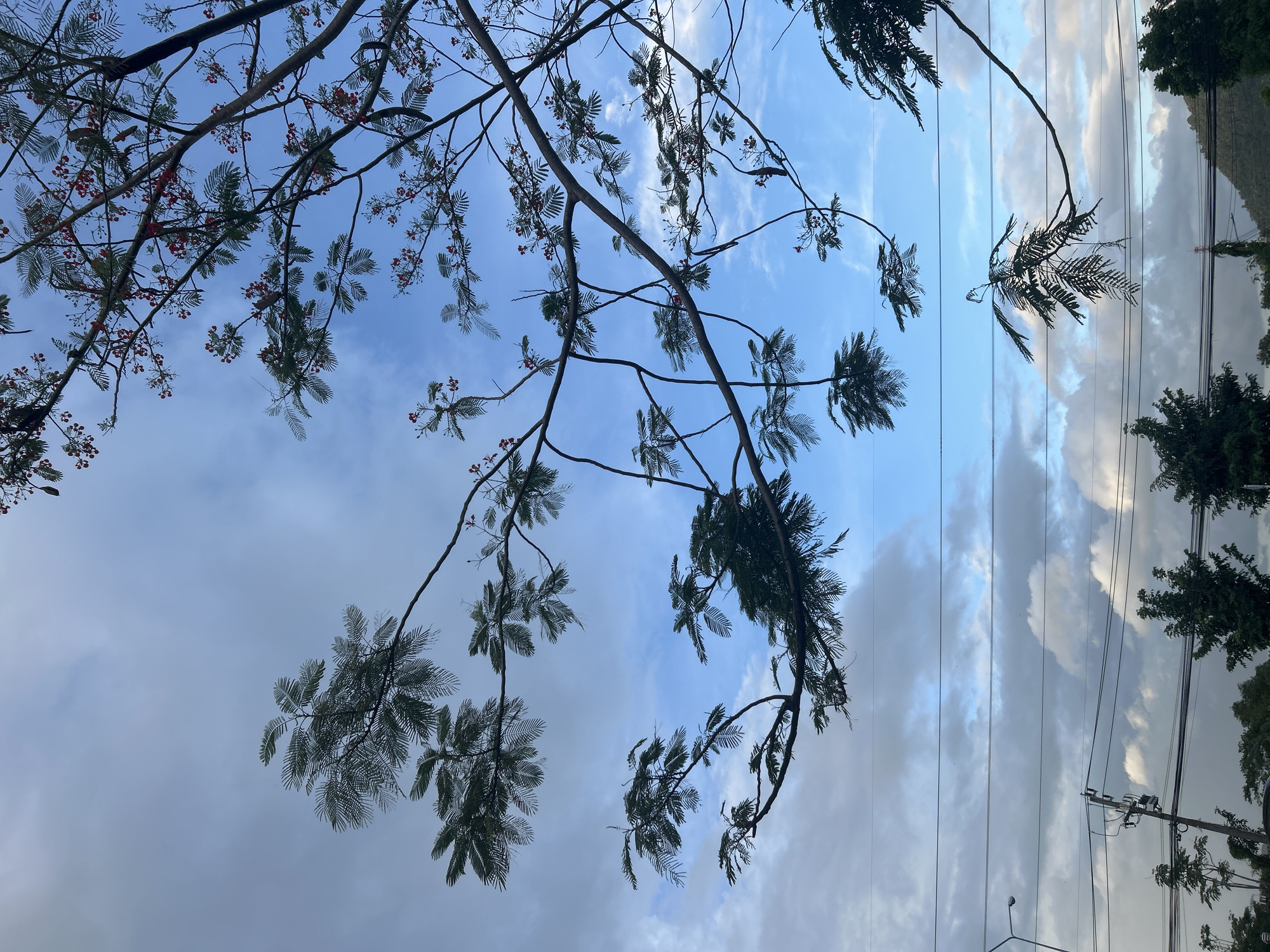 The image depicts an outdoor scene with a clear blue sky dotted with white clouds. Several tree branches, some with small red flowers and feathery green leaves, extend into the frame from the top and sides. In the lower portion of the image, power lines and a utility pole are visible against a backdrop of trees and a distant hillside. The overall impression is one of a tropical environment. The location is specified as Kathu, Thailand. There are no people or discernible actions captured in the image.