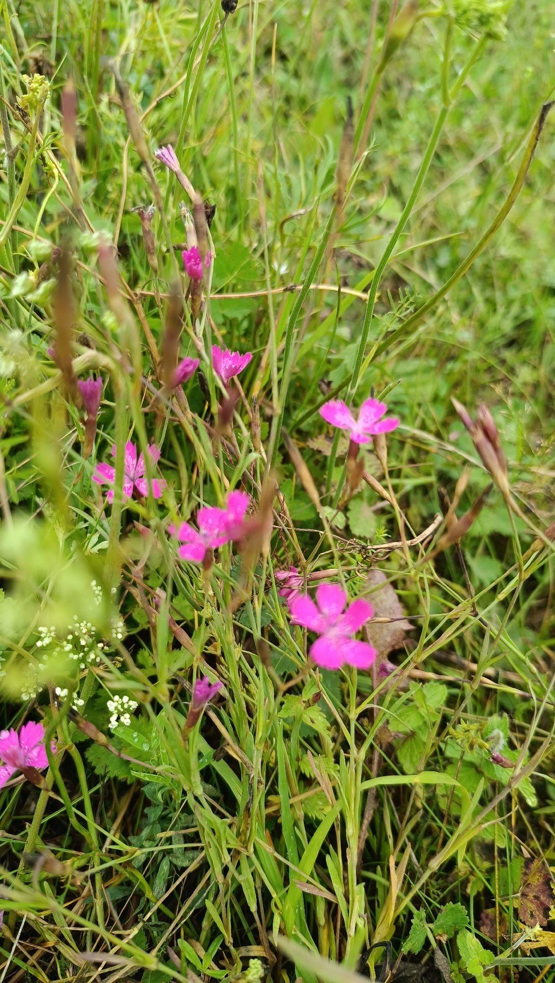 A close-up, vertical shot captures several small, vibrant pink flowers nestled amongst a dense field of green grass and thin brown stems. The flowers, with their delicate, five-petaled blooms, are the primary subjects. Some are in full bloom, facing upwards, while others are buds or have faded petals. The background is a blur of varying shades of green, indicating a natural, outdoor environment. The lighting suggests an overcast day, as there are no harsh shadows. The scene is consistent with flora found in a natural setting, possibly a meadow or roadside in Karsha, Russia. No people or animals are present.