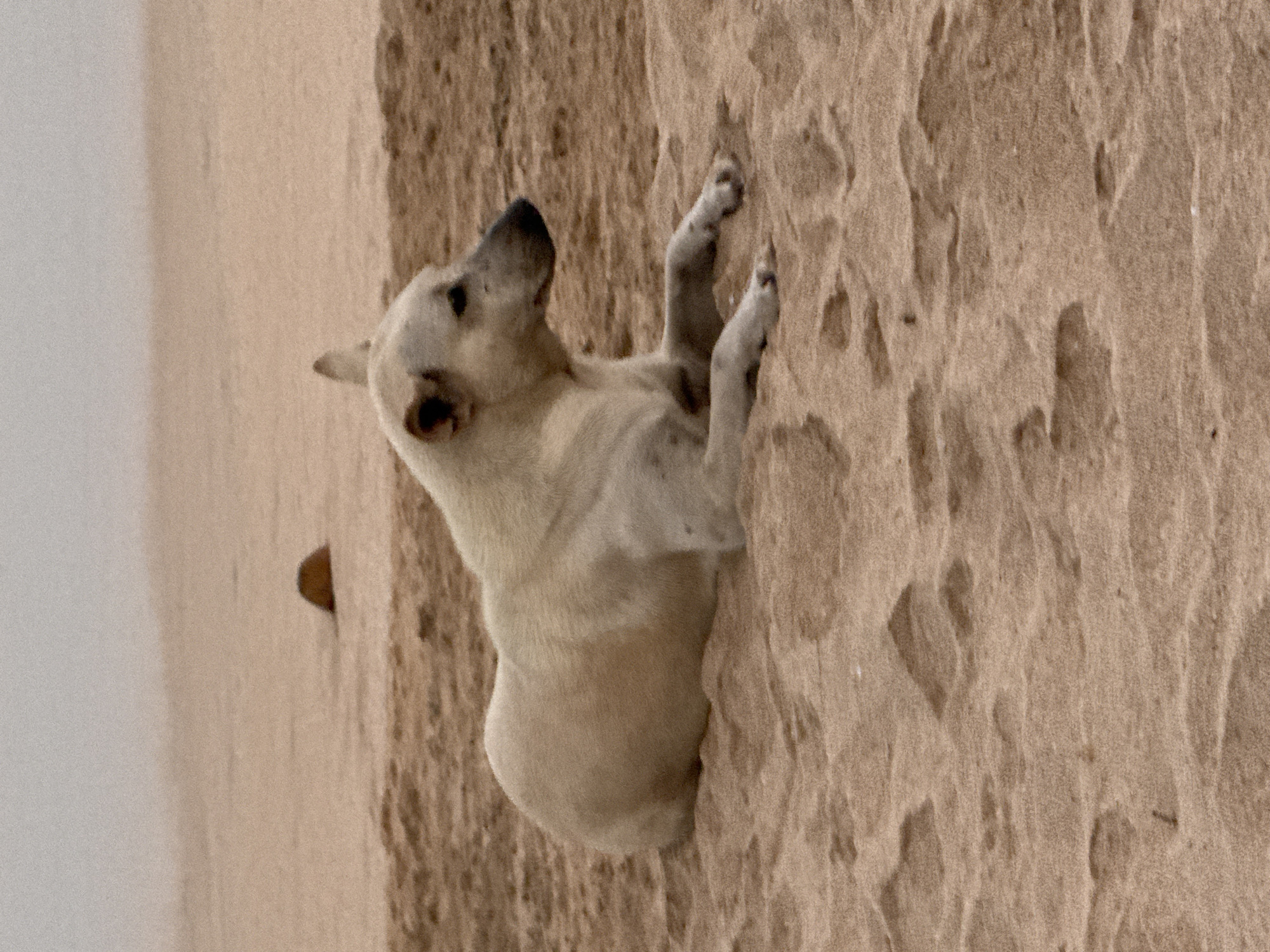 A light-colored dog lies on a sandy beach in Kuta, Indonesia, with its body facing left and its head turned to the right. The dog's fur appears short and light brown or tan. It is resting its front paws in front of its body. The background is a hazy expanse of sand and a muted sky, suggesting an overcast or dusty day. There is a small, rounded object partially buried in the sand in the upper background. The sand is textured with ripples and shadows, indicating wind or water movement.