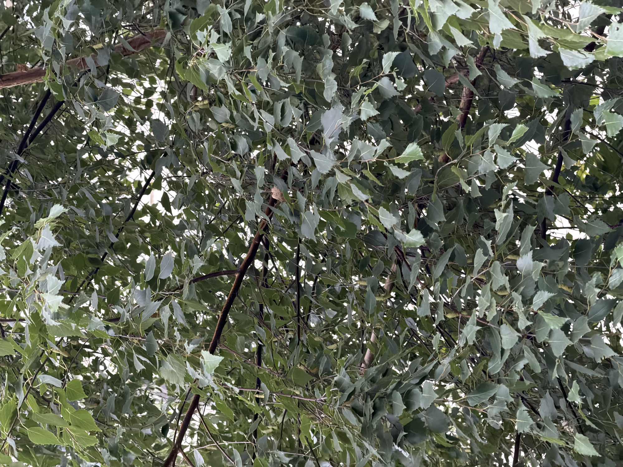 This media file is a close-up, low-angle shot of the canopy of a tree, likely taken outdoors in Khimki, Russia. The subjects are dense foliage and branches of a deciduous tree, with many leaves in varying shades of green, some appearing slightly greyish or silvery, suggesting they might be a species like aspen or poplar. The leaves are oval-shaped with serrated edges and are arranged on thin, dark branches. The background is a bright, overcast sky, indicating it is daytime, likely under cloudy weather conditions. There are no people or animals visible, and no specific objects beyond the natural elements of the tree. The overall impression is one of natural abundance and the texture of foliage. The image appears to be a still photograph. No text is visible in the media file.