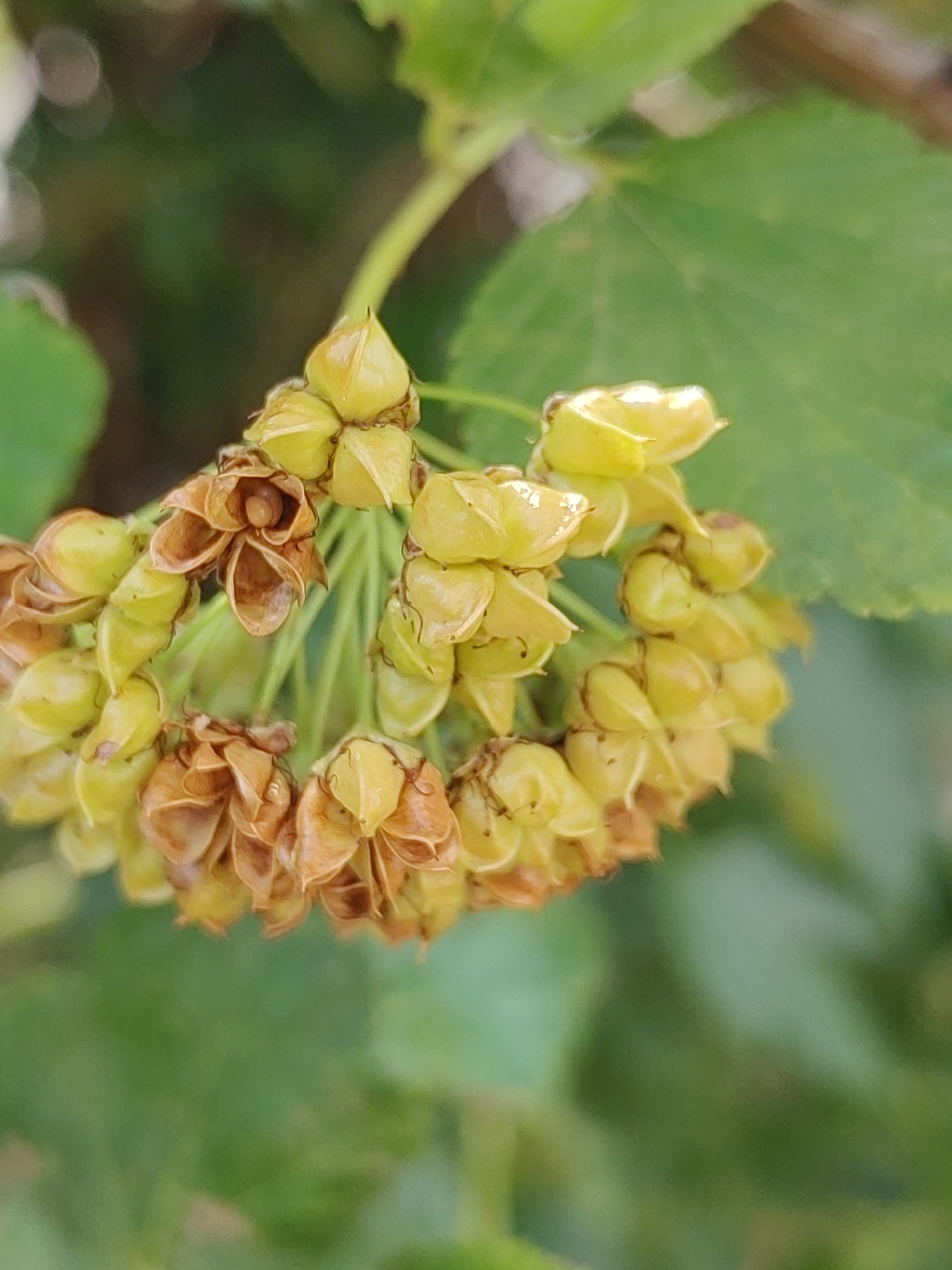 A cluster of small, immature fruit pods hangs from a green stem. Some of the pods are a pale yellow-green, while others have begun to dry and turn a reddish-brown. The pods are clustered together, forming a rounded shape. The background is a blur of green foliage, suggesting the plant is outdoors in a natural setting.