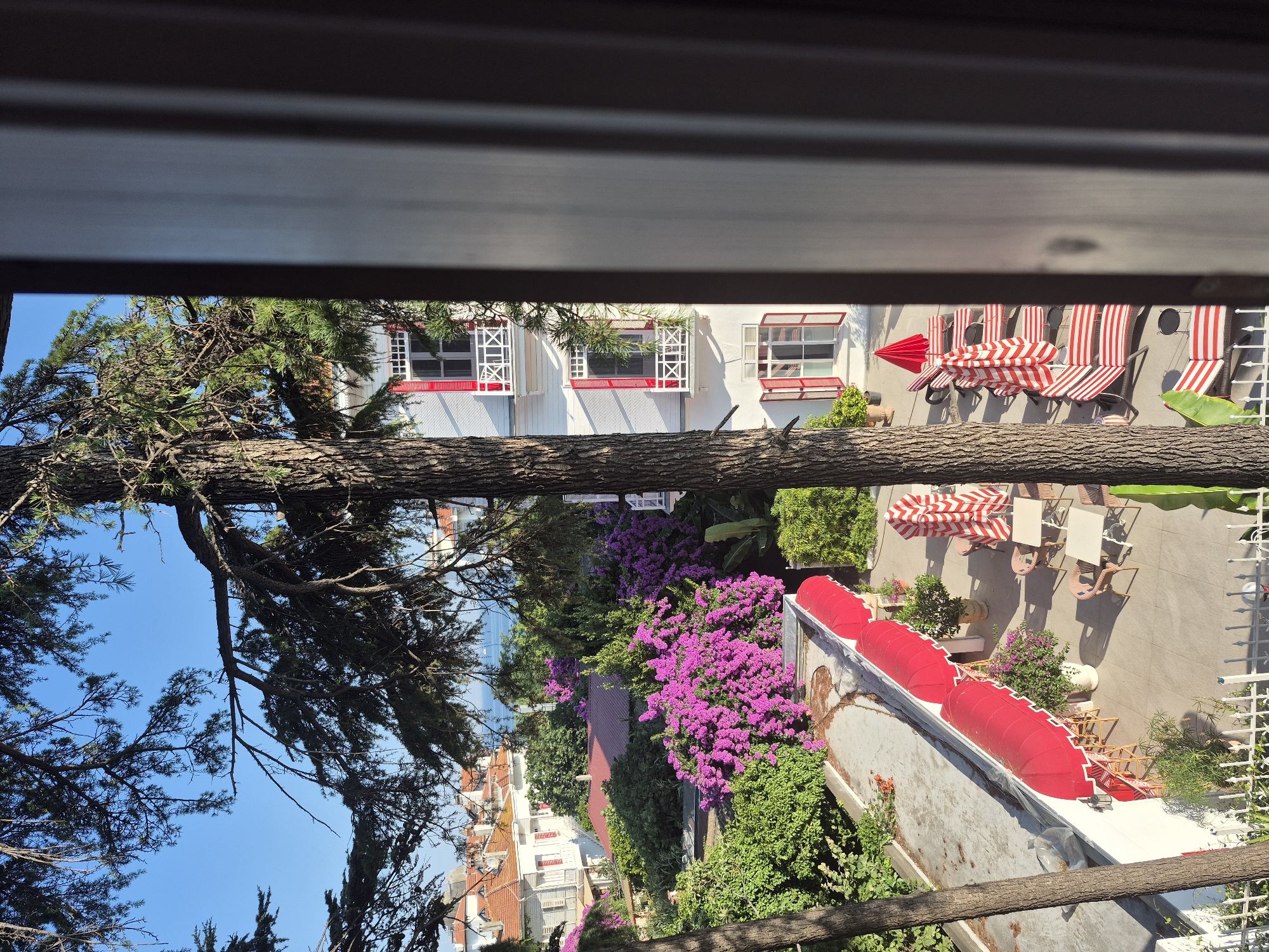 This image captures a serene view from a window overlooking a courtyard and a building in the Prince Islands, Turkey. The foreground is dominated by the textured bark of a large tree and the dark, vertical lines of the window frame.
The courtyard below features several red and white striped lounge chairs, some folded and others partially open, arranged on a paved surface. A bright red umbrella stands out among them. Scattered tables and chairs, some with a wicker texture, are also present in the courtyard, suggesting an outdoor seating area. Red awnings extend from the side of a building, offering shade over a section of the courtyard.
The building itself is a multi-story structure with white walls and red-accented windows and balconies. These red elements, including shutters and railing details, add a vibrant touch to the architecture. Lush green trees and bushes surround the building and courtyard, with a prominent clump of vibrant purple flowers adding a splash of color. In the background, more buildings with red-tiled roofs are visible, hinting at a densely built, yet picturesque, island setting. The clear blue sky suggests a bright, sunny day. The presence of lounge chairs and umbrellas indicates a resort or hotel environment. The sea is visible in the distance beyond the buildings.