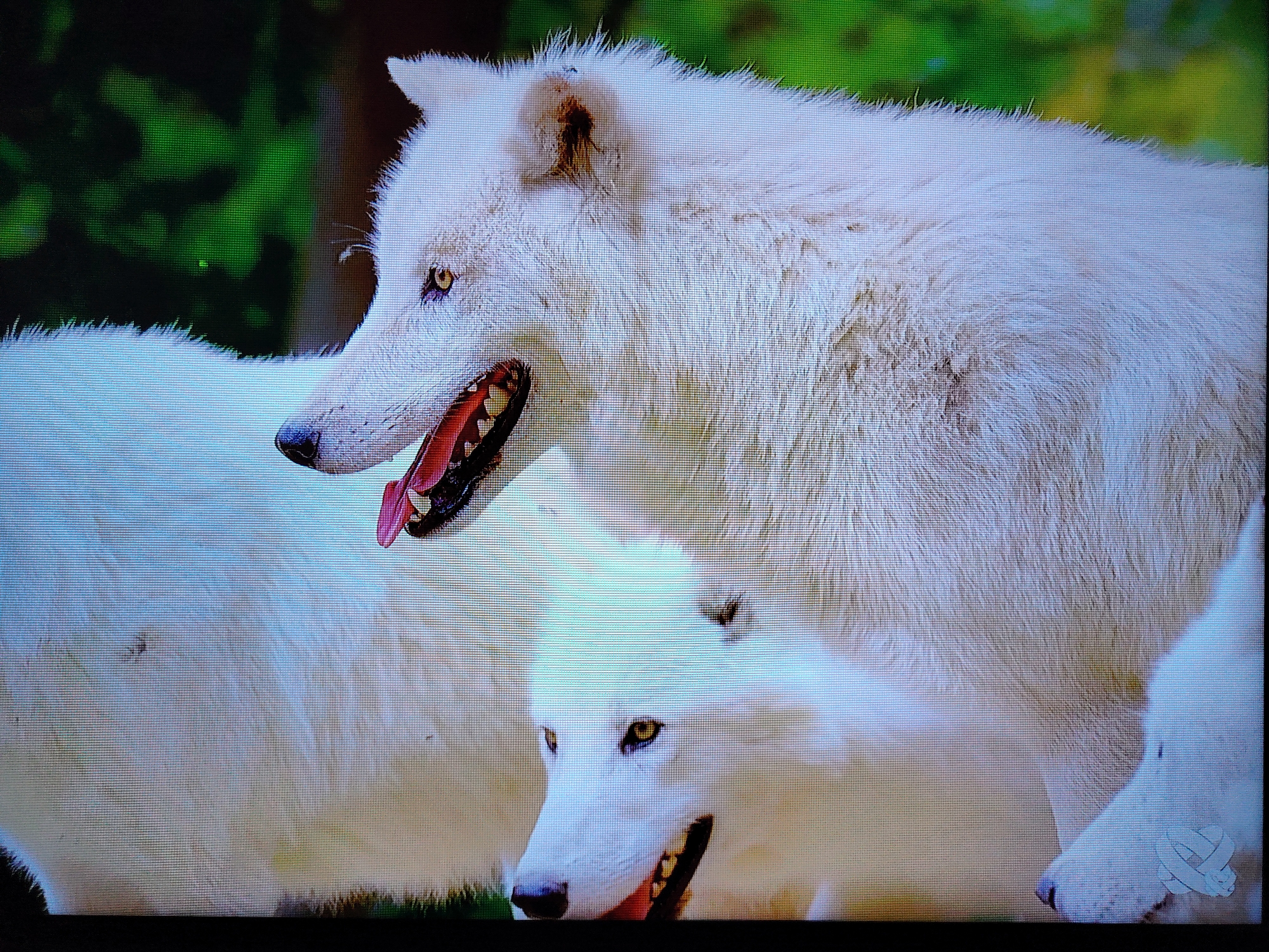 The image is a close-up photograph of at least three white wolves. The wolf in the foreground on the left is mostly out of frame, but its head and shoulder are visible. Its mouth is open, revealing its teeth and a red tongue. The largest wolf, positioned behind and to the right of the first, is also mostly in frame, with its head and upper body visible. Its mouth is open, and it appears to be panting or growling. Its yellow eyes are focused intently to the left. A third wolf is partially visible in the lower right of the frame, with its head and neck showing. Its eyes are also visible, and it seems to be looking towards the left. The background is a blur of green foliage, suggesting a natural outdoor setting. The lighting appears to be natural, possibly daylight, with some dappled light visible. The wolves' fur is thick and white, typical of arctic breeds. The image has a slightly pixelated appearance, suggesting it may be a digital photograph displayed on a screen or a low-resolution capture. There is a watermark or logo on the lower right portion of the image, which appears to be a stylized white knot or ribbon.