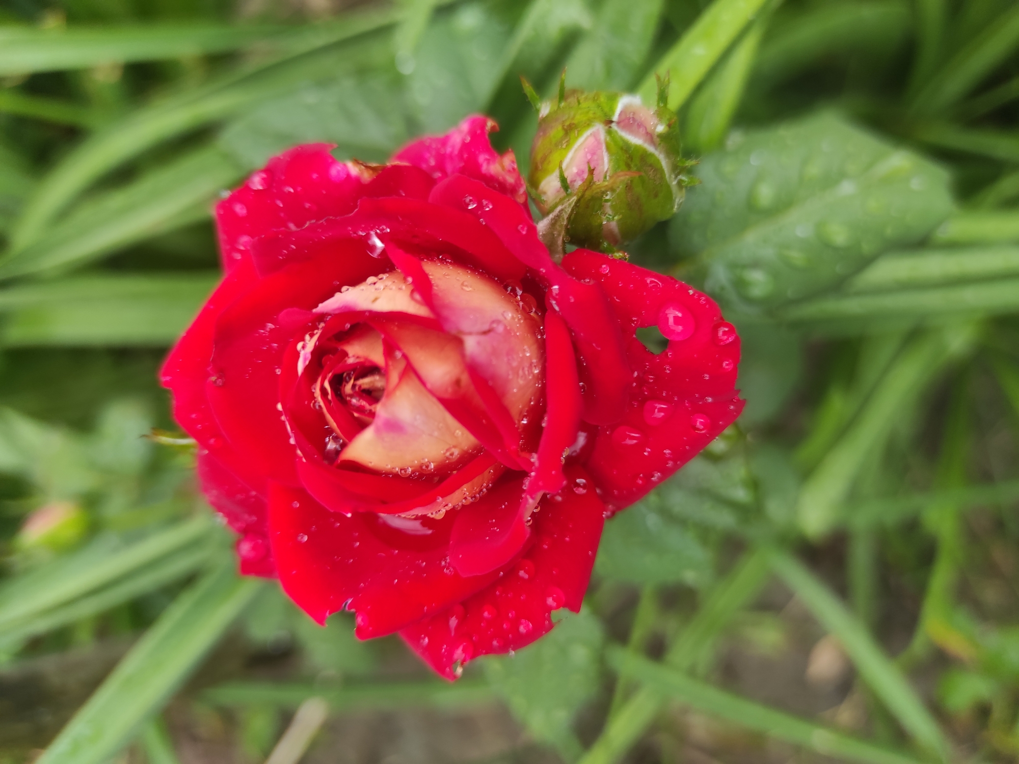 A close-up, overhead shot showcases a vibrant red rose in full bloom, dotted with numerous water droplets. The petals have a delicate, almost translucent quality, with some edges appearing slightly torn or uneven. The center of the rose displays a gradient of color, transitioning from deep red to a lighter, peachy hue. To the right of the rose, a green rosebud, tightly closed, rests amongst the foliage. The background is a soft blur of green leaves and grass, suggesting an outdoor setting. The lighting is soft, with no harsh shadows, indicating an overcast or shaded environment. There are no people present. The image appears to be taken in a garden or park, possibly in Uzhhorod, Ukraine, given its natural subject matter and the typical flora found in the region.