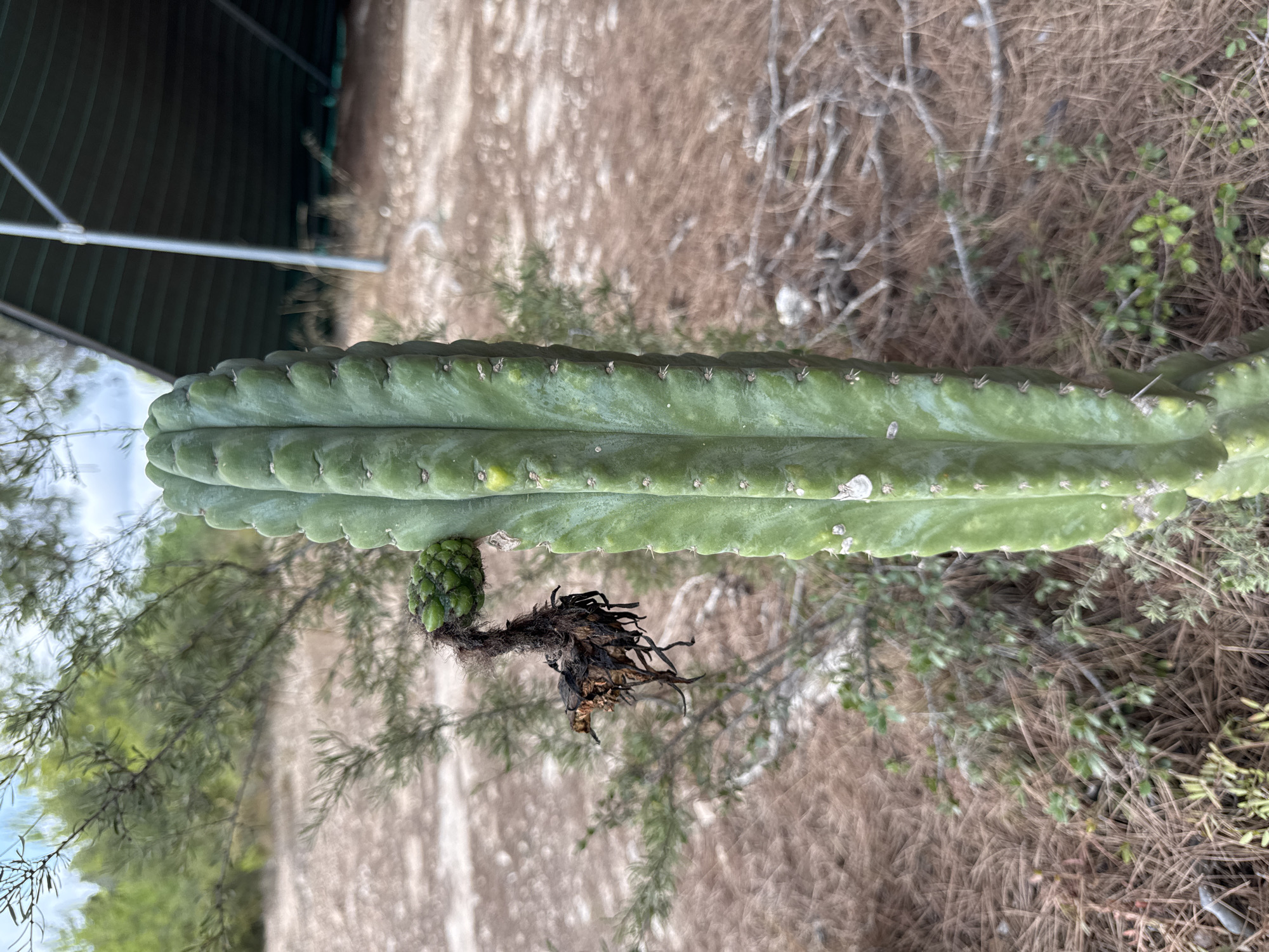 A close-up, vertical shot focuses on a green cactus with prominent ribs and spines, its upper portion bearing a small, green, bumpy fruit. To the left of the cactus, a withered, dark brown, and stringy remnant of a former flower or fruit hangs downwards. The background shows dry, light-colored ground covered in pine needles, with sparse green vegetation and branches. In the upper right corner, a portion of a green structure, possibly a solar panel canopy supported by metal poles, is visible. The overall setting appears to be an outdoor, arid or semi-arid environment. The location is specified as Godelleta, Spain. There are no people or animals present.