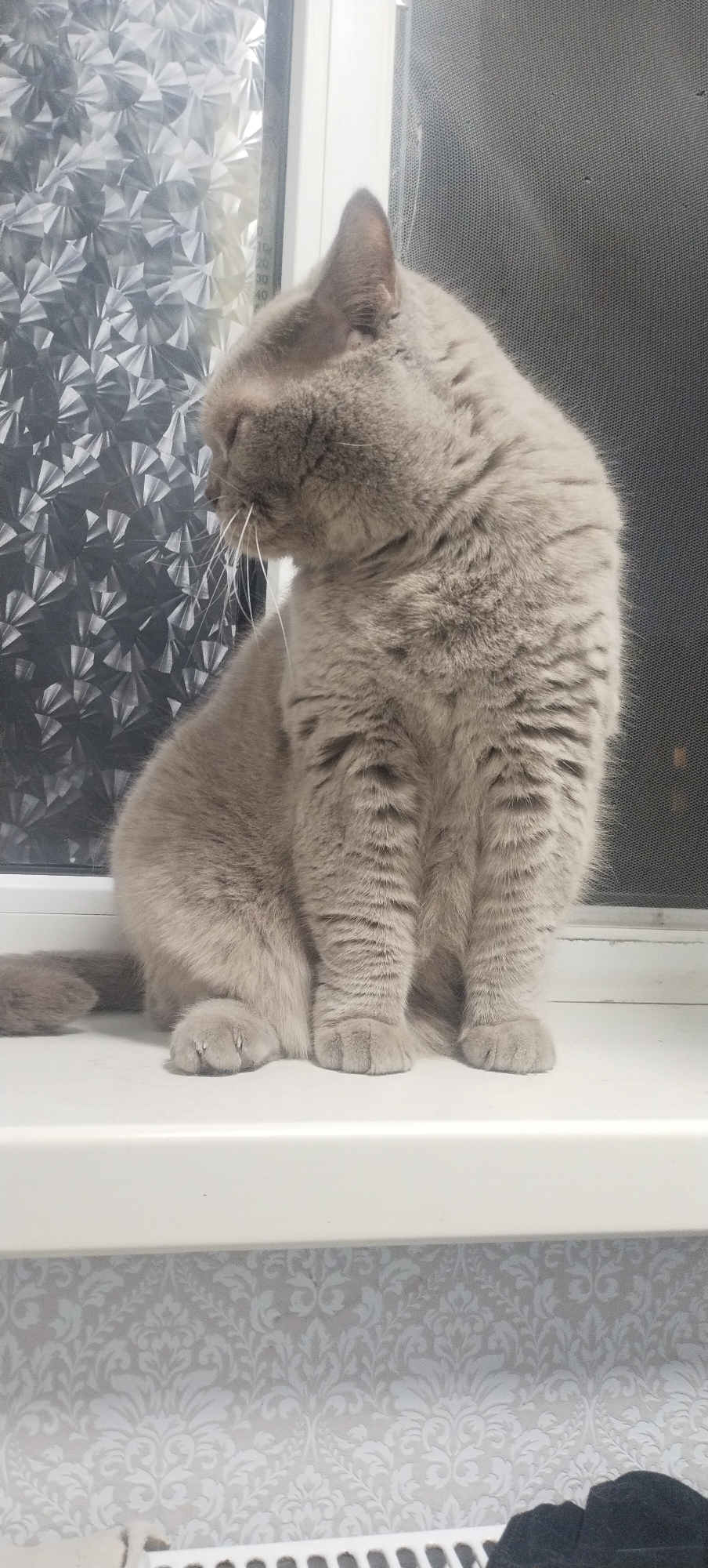 A grey cat sits on a white windowsill, looking down and to its left. The cat is plump and fluffy with prominent white whiskers. Behind the cat, a window is covered with a textured film that refracts light. To the right of the window is a grey mesh screen. Below the windowsill, a white surface is visible with a light grey damask pattern wallpaper. The scene is indoors. The location in the city of Pisochyn, Ukraine is not specified in the image.