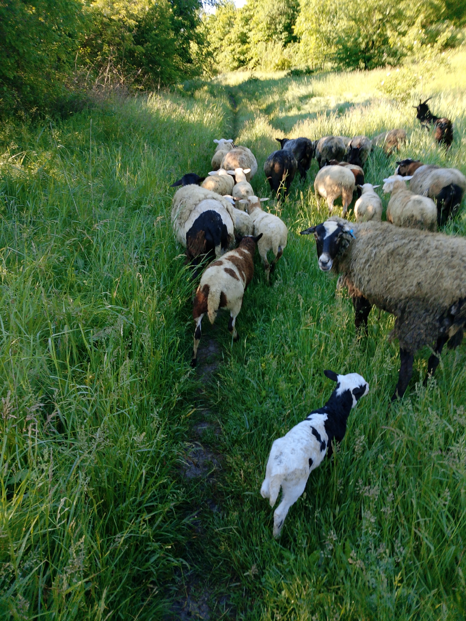 The image depicts a flock of sheep and a goat in a grassy field. A narrow dirt path runs through the tall grass, leading towards a wooded area in the background. The sheep are of various colors and patterns, including white, black, and brown spotted. A small black and white lamb is prominently featured in the foreground, running on the path. An adult sheep with a dark face and wooly body stands near the lamb. The lighting suggests it is daytime, possibly late afternoon, with the sun casting shadows in the field.