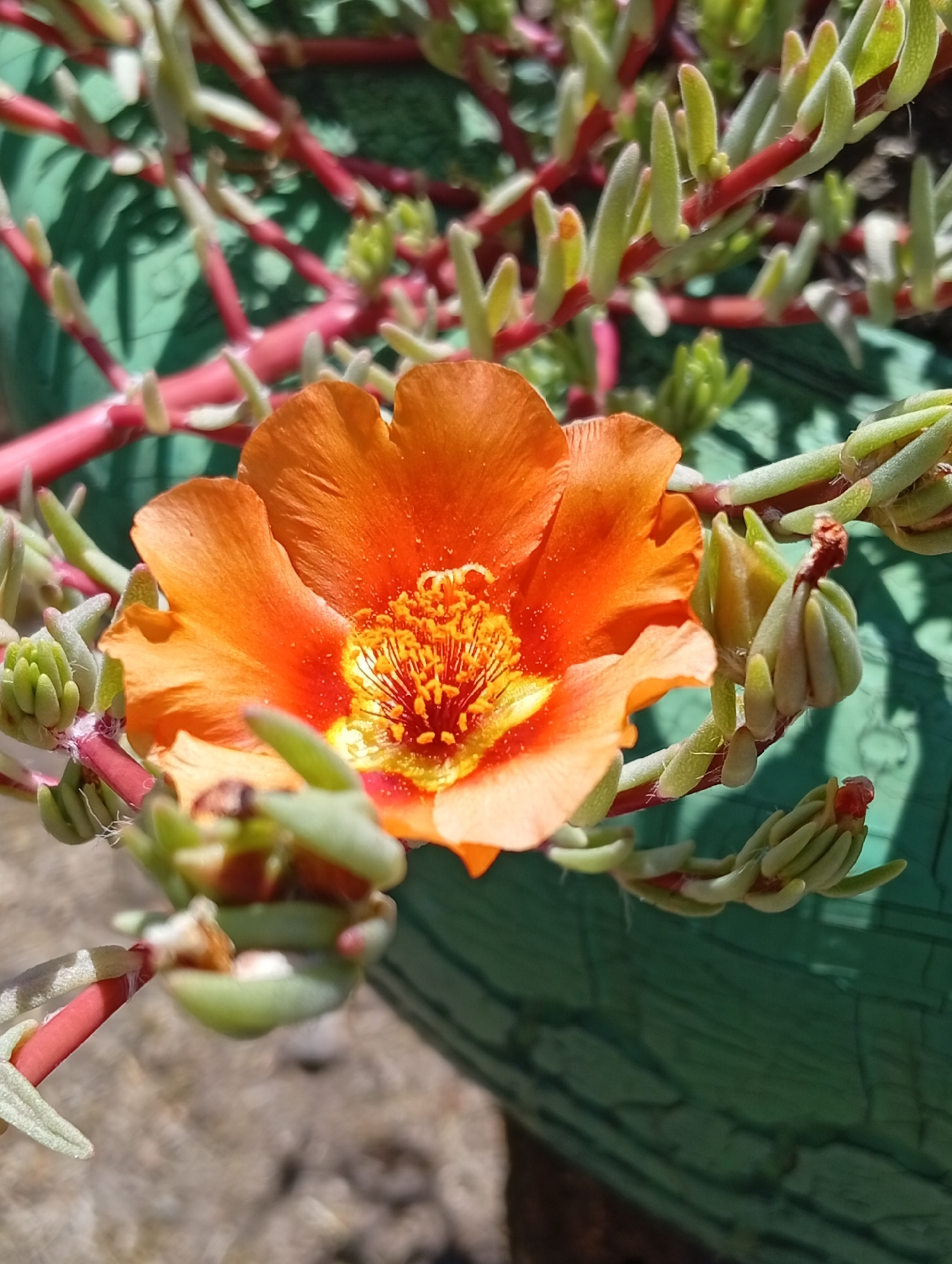 A close-up, slightly angled outdoor shot focuses on a single vibrant orange flower with a yellow center. The flower's petals are crinkled and layered. Surrounding the flower are succulent-like green leaves with red stems, some of which are unfurling like small buds. The background consists of a green textured surface, possibly a painted pot or planter, and a blurred out-of-focus ground. The lighting suggests it's a sunny day, casting shadows on the green background. The location is Unknown, Unknown.