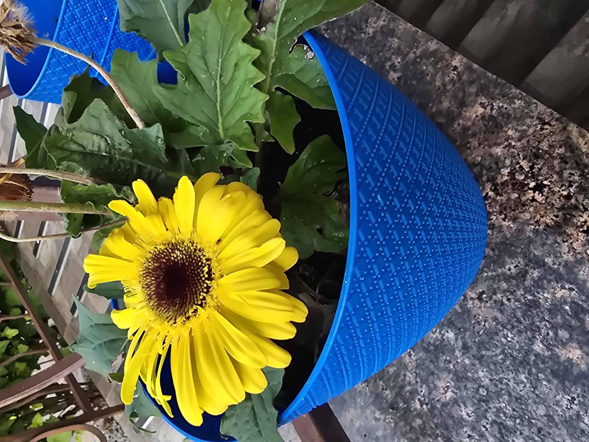 A close-up, eye-level shot captures a vibrant yellow gerbera daisy in a blue textured pot. The flower's numerous petals radiate outwards from a dark, seed-filled center. Lush, green leaves with serrated edges surround the bloom, some appearing slightly damp. The pot, a bright blue with a diamond-patterned texture, sits on a speckled grey surface, possibly a granite countertop. In the background, out of focus, are hints of a brown railing and steps leading upwards, suggesting an outdoor setting, potentially on a balcony or patio in Sofiivska Borshchahivka, Ukraine. A second blue pot is partially visible to the right.