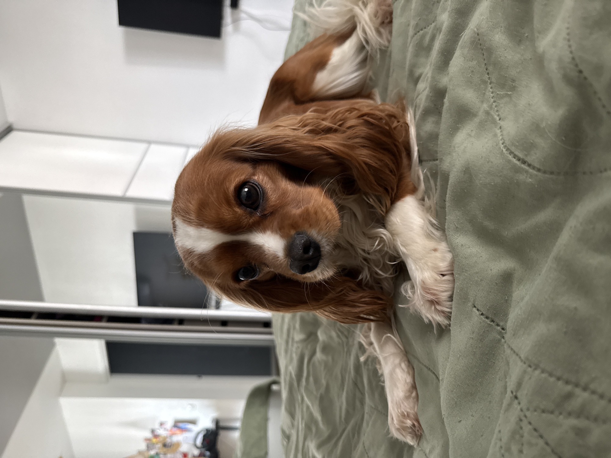A Cavalier King Charles Spaniel is laying on a green, textured bedspread. The dog is primarily brown and white, with long, floppy ears. The dog is facing the camera, with its head tilted. The background includes a white cabinet and a black television. The location is indeterminate.