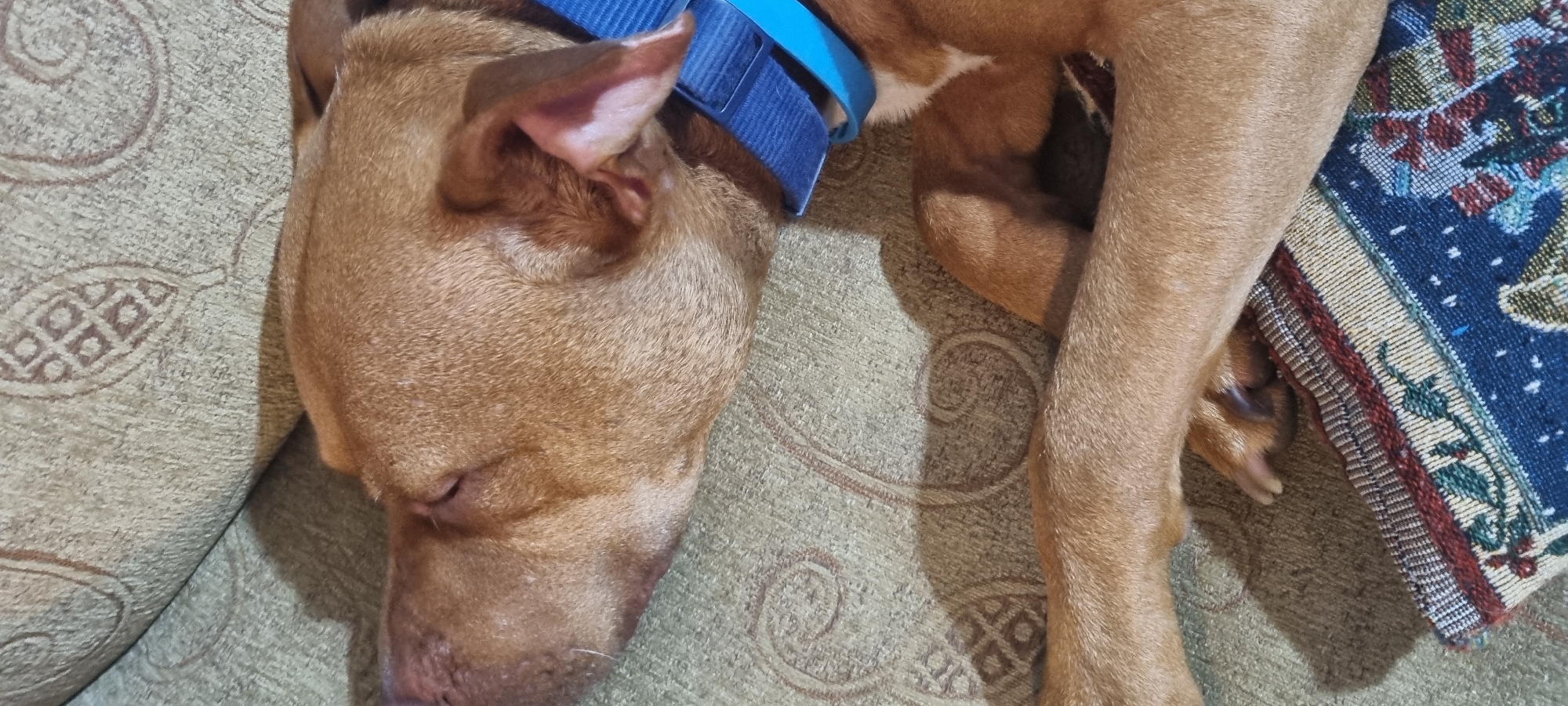 A light brown dog with a blue collar is sleeping on a textured, patterned couch. The dog's head is turned to the left, with its eyes closed and its snout resting on the couch. Its front legs are stretched out in front of it, and a paw is visible resting on a patterned blanket. The couch has a subtle, repeating circular pattern. The lighting suggests an indoor environment.