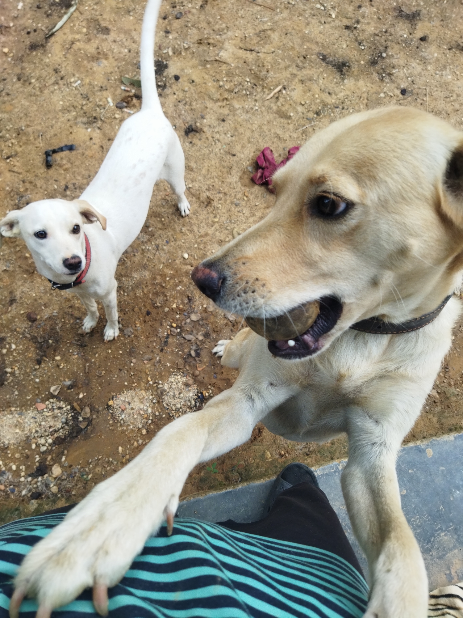 The image shows two dogs in an outdoor environment. One dog, a light yellow or tan Labrador Retriever mix, is standing on its hind legs, with its front paws reaching forward toward the camera or a person. It has a brown collar and is holding a ball in its mouth. A second dog, smaller and white with a red collar, is standing further back, looking towards the camera. The ground is dirt with patches of small stones and some muddy areas. In the foreground, part of a person's leg is visible, wearing dark pants with a blue and green striped shirt. A shoe, partially visible, is dark blue or black. Based on the location of Tinaquillo, Venezuela, the environment is likely tropical or subtropical. Other details in the scene include a small piece of dark debris, and an object that appears to be a discarded piece of reddish cloth.