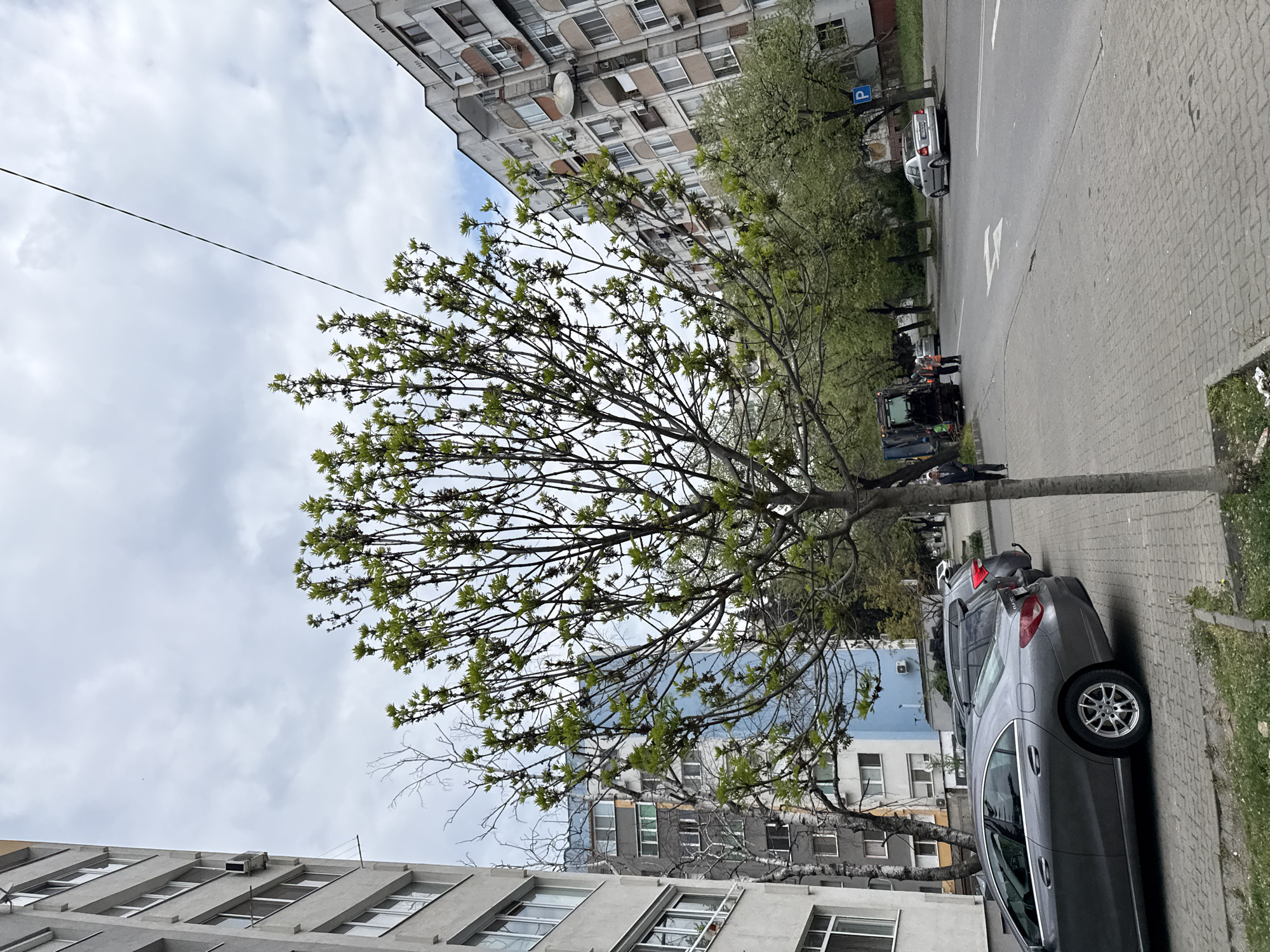 The image shows a street in Stara Zagora, Bulgaria. A deciduous tree with budding green leaves dominates the foreground. Buildings surround the street: a light gray building with multiple windows is visible on the bottom left, while another gray building with a satellite dish is positioned on the upper left. A row of trees lines the street beyond the primary tree. Vehicles, including a gray car parked on the right, and a street sweeper with two sanitation workers standing near it on the street, are visible. A sidewalk is on the right, adjacent to the gray parked car. The sky is cloudy.