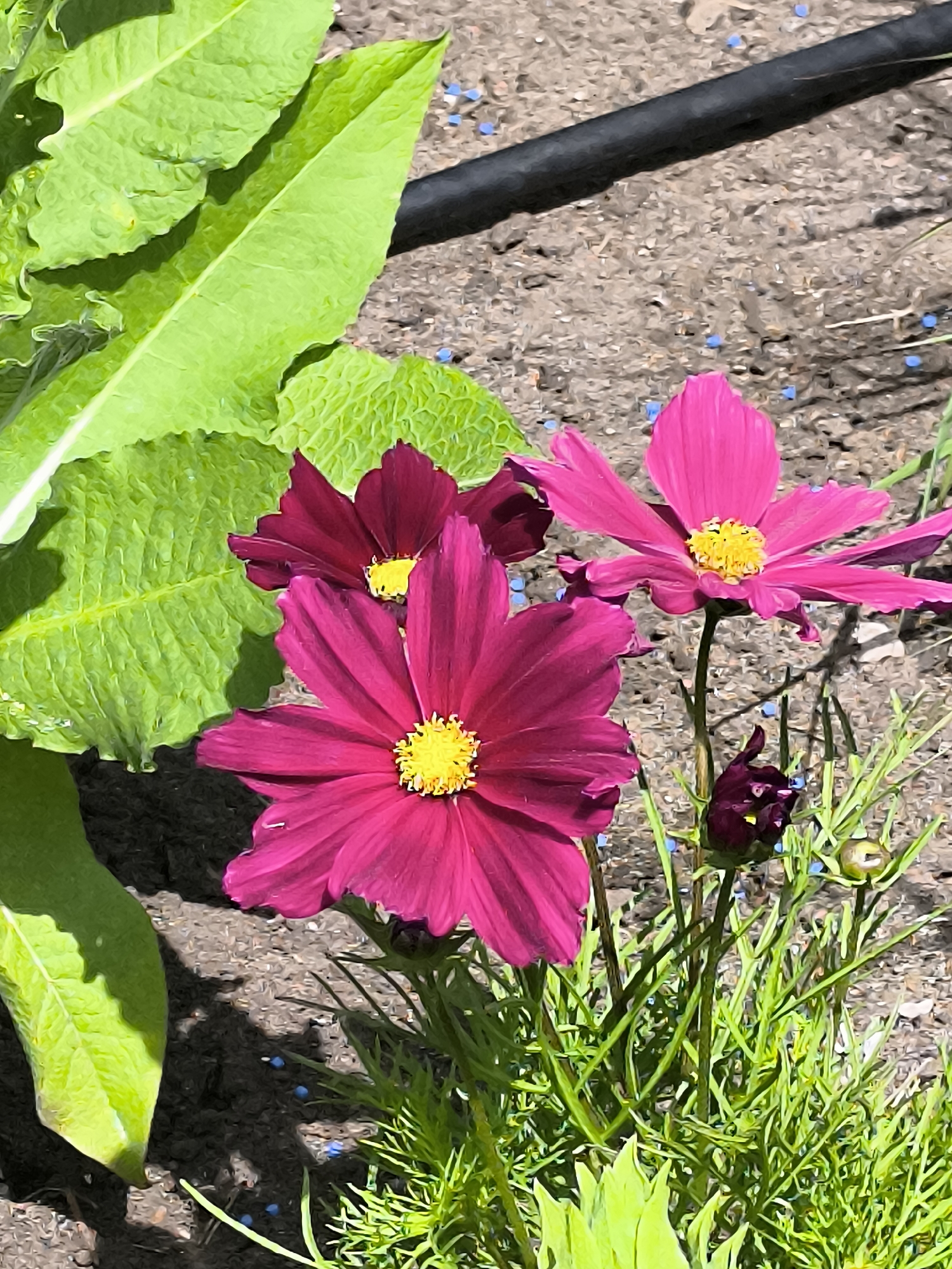 The image shows a close-up view of several cosmos flowers with vibrant pink and dark magenta petals. The flowers have yellow centers. In the background, large green leaves of a different plant are visible, along with dark soil. A black irrigation hose runs horizontally across the top of the frame. The ground is scattered with small blue pellets, possibly fertilizer or seeds. The scene appears to be outdoors in a garden setting. The image is a photograph with a slightly stylized, painted aesthetic. There are no people or animals present in the image.