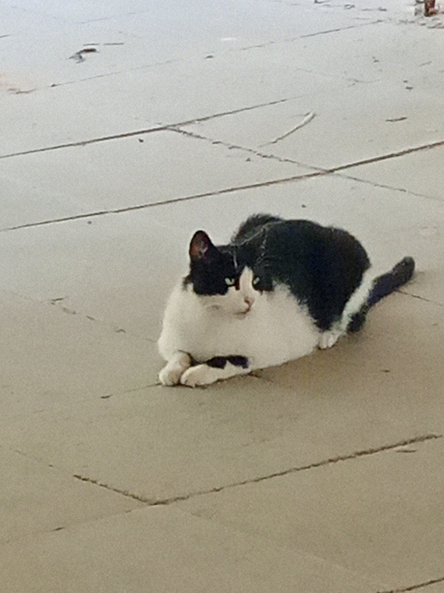 A black and white cat is lying on a light-colored tiled surface. The cat is facing left and appears to be resting. The tiles are arranged in a grid pattern with visible grout lines. The surface is outdoors and appears to be a public area, potentially a sidewalk or plaza, in the city of Lod, Israel. The lighting suggests it is daytime. There are no other visible subjects or objects in the immediate vicinity of the cat.