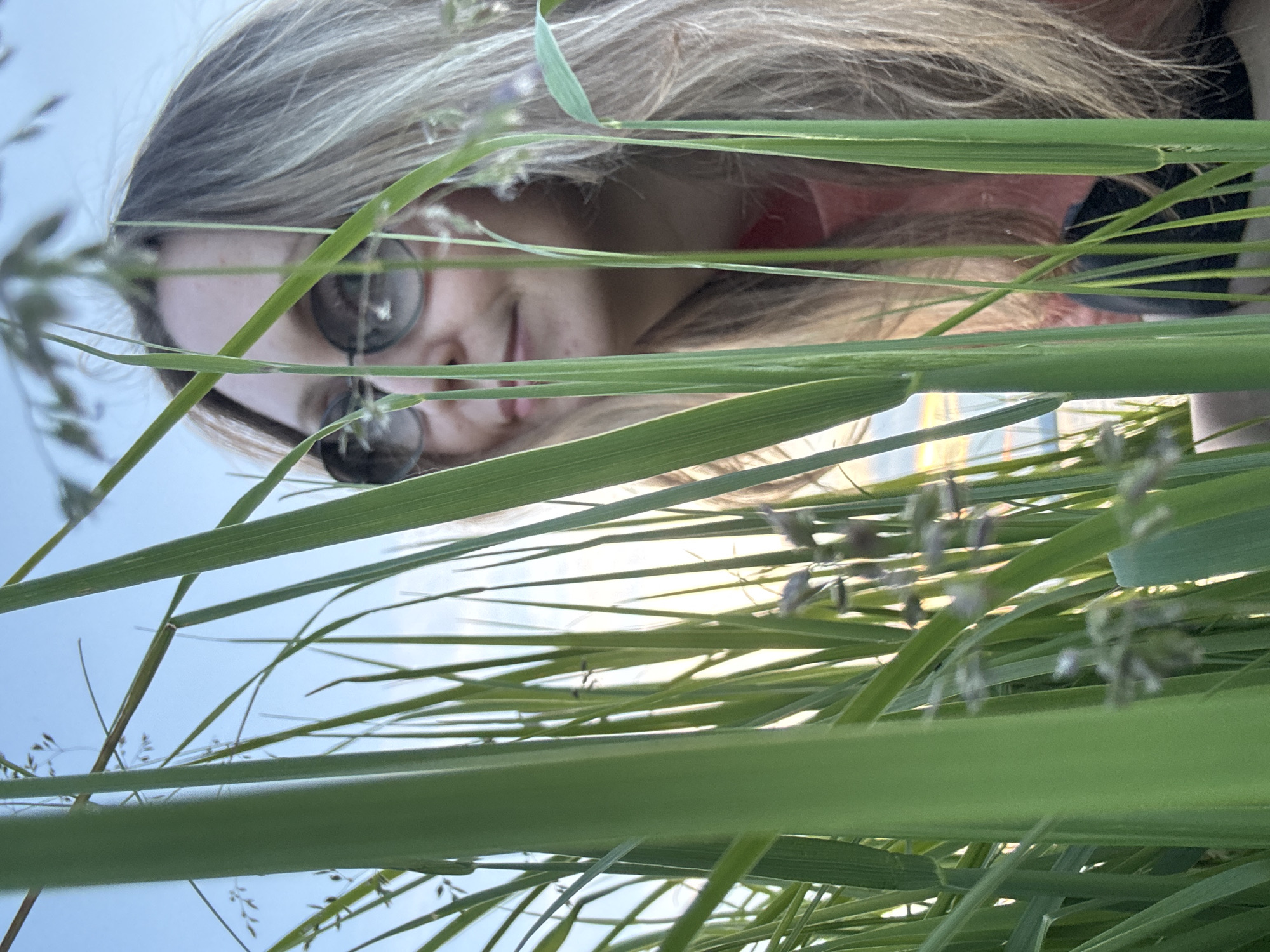 A low-angle shot features a blonde woman with sunglasses partially obscured by tall green grass. She is looking off to the right, and a hint of her face and shoulders are visible. The background is a soft blue sky, with some distant clouds and the setting sun visible through the grass. The image appears to be taken outdoors, possibly in a park or field.