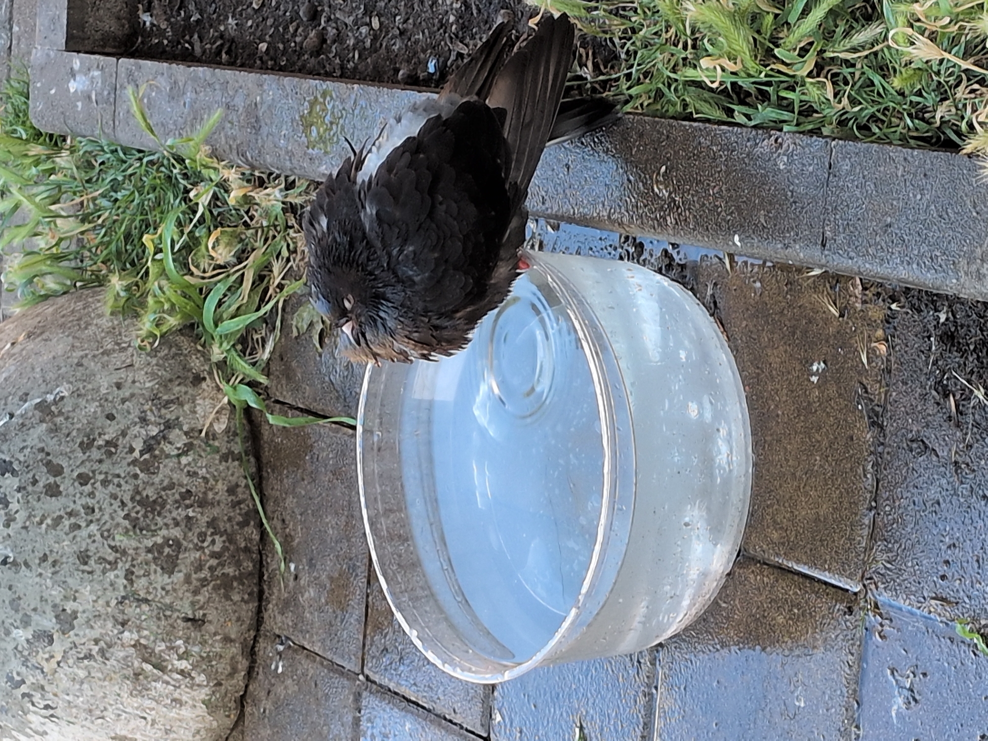 A wet, dark gray pigeon with its eyes closed is perched on the edge of a clear plastic bucket filled with water. The pigeon's feathers are ruffled and appear damp, and a small patch of red skin is visible on its leg. The bucket is sitting on wet, gray paving stones. In the background, there is a large, rough gray boulder and a patch of green grass growing next to a concrete border. The scene appears to be outdoors, likely in an urban or park setting. The lighting suggests it is daytime, possibly morning or late afternoon, given the shadows. The image does not contain any specific landmarks or elements that would indicate the location is Sochi, Russia.