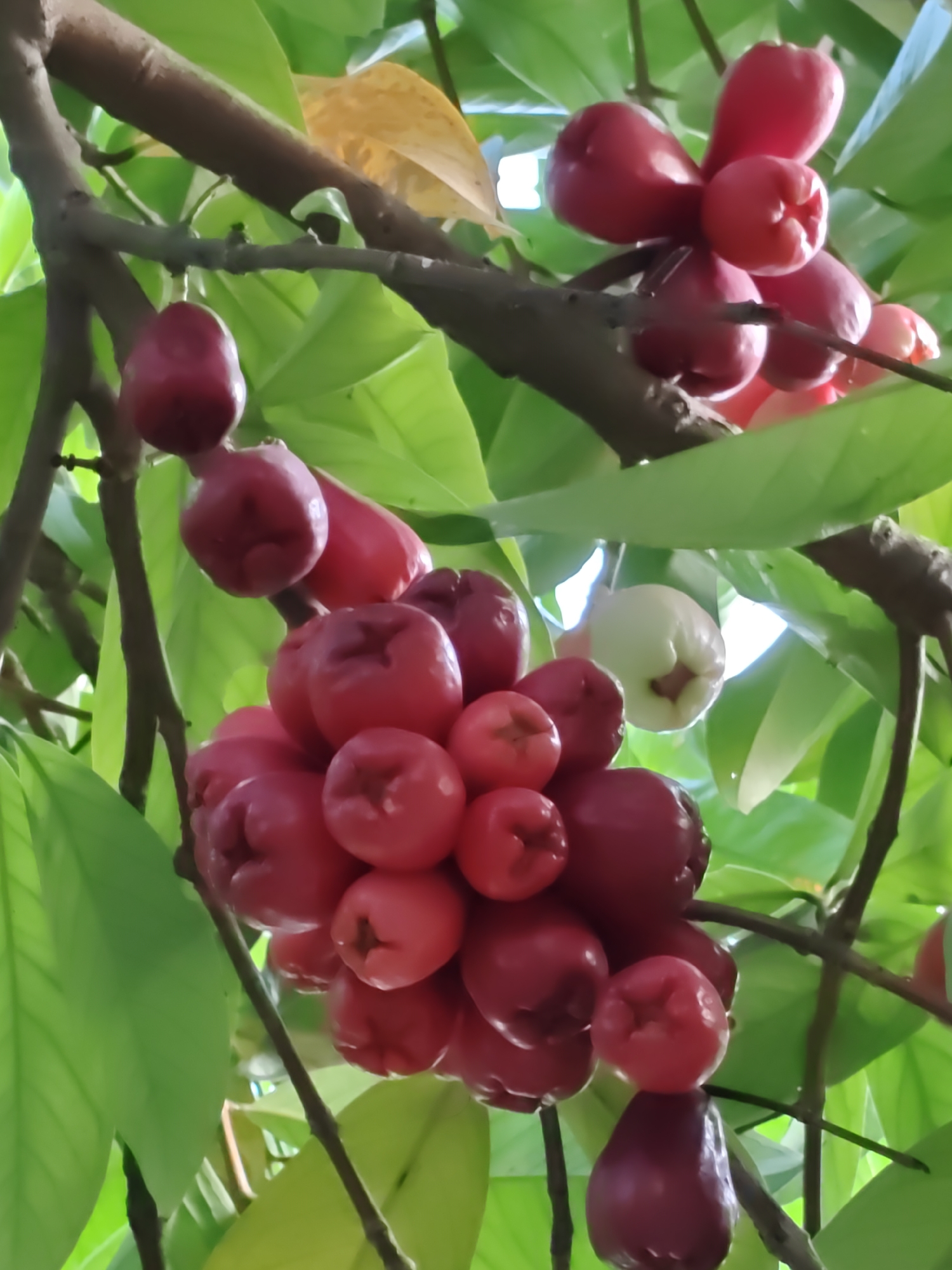 A close-up, high-angle view captures multiple clusters of rose apples (Syzygium species) growing on tree branches in Blangcot Tunong, Indonesia. The primary subjects are numerous bell-shaped fruits, predominantly dark red to reddish-pink, with smooth, reflective skins. One fruit, visible towards the upper right, is light green or whitish, indicating a different stage of ripeness. The fruits are clustered together and individually suspended from rough, dark brown branches. A dense backdrop of vibrant green leaves surrounds the fruits, with one older, yellowish-brown leaf also present. The scene is outdoors, illuminated by natural daylight, evident from bright highlights and shadows, with hints of a lighter background through the foliage. No people, active interactions, or distinct actions are depicted; the scene shows natural fruit growth.